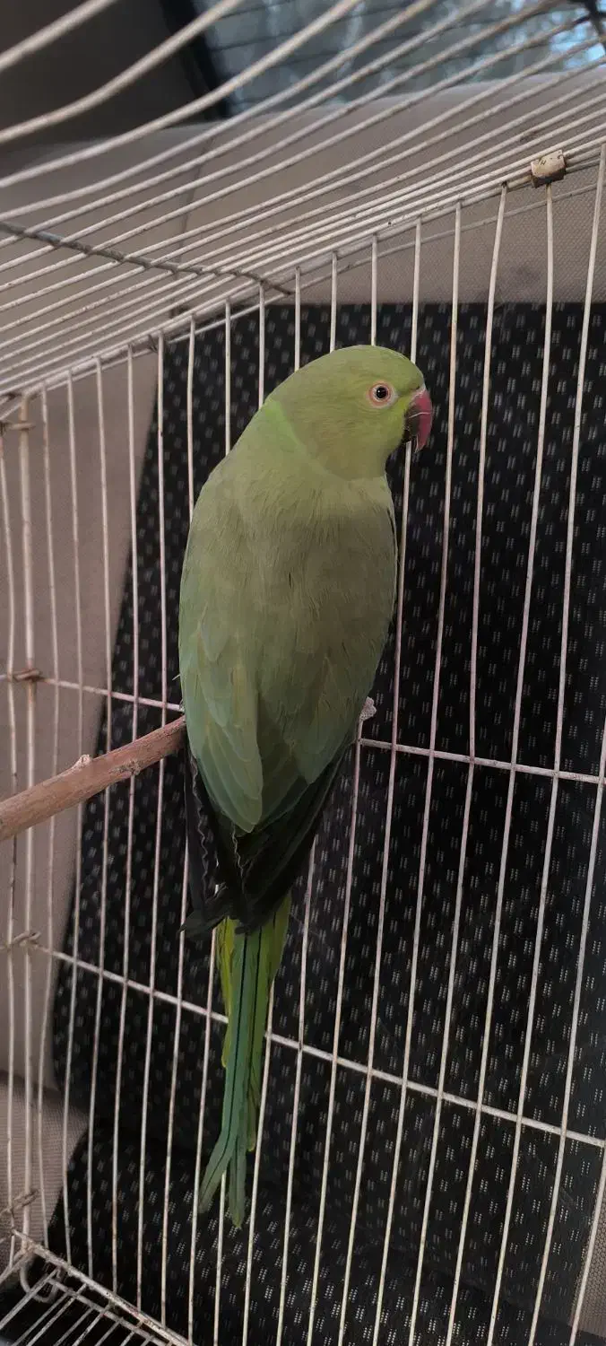 طوطی|پرنده|بم, |دیوار