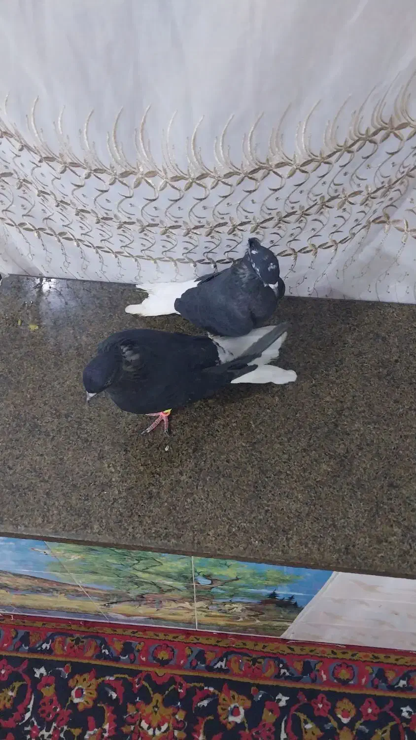 کبوتر اشعل تمیز وجوان|پرنده|اهواز, کوی مندلی(سه راه خرمشهر)|دیوار