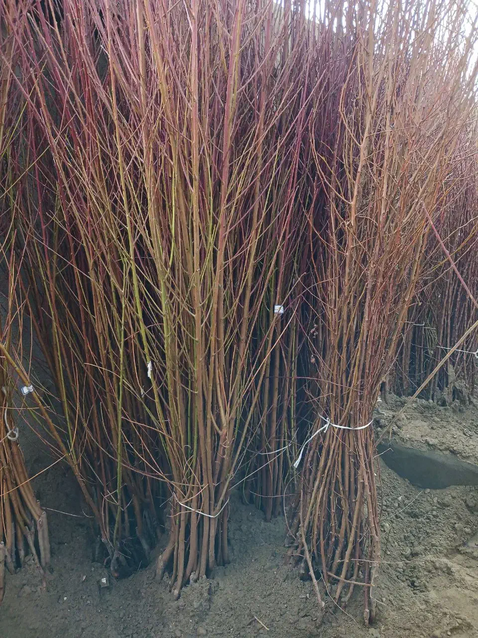 نهال هلو و شلیل مرغوب ارقام زودرس|خدمات باغبانی و درختکاری|صومای برادوست, |دیوار