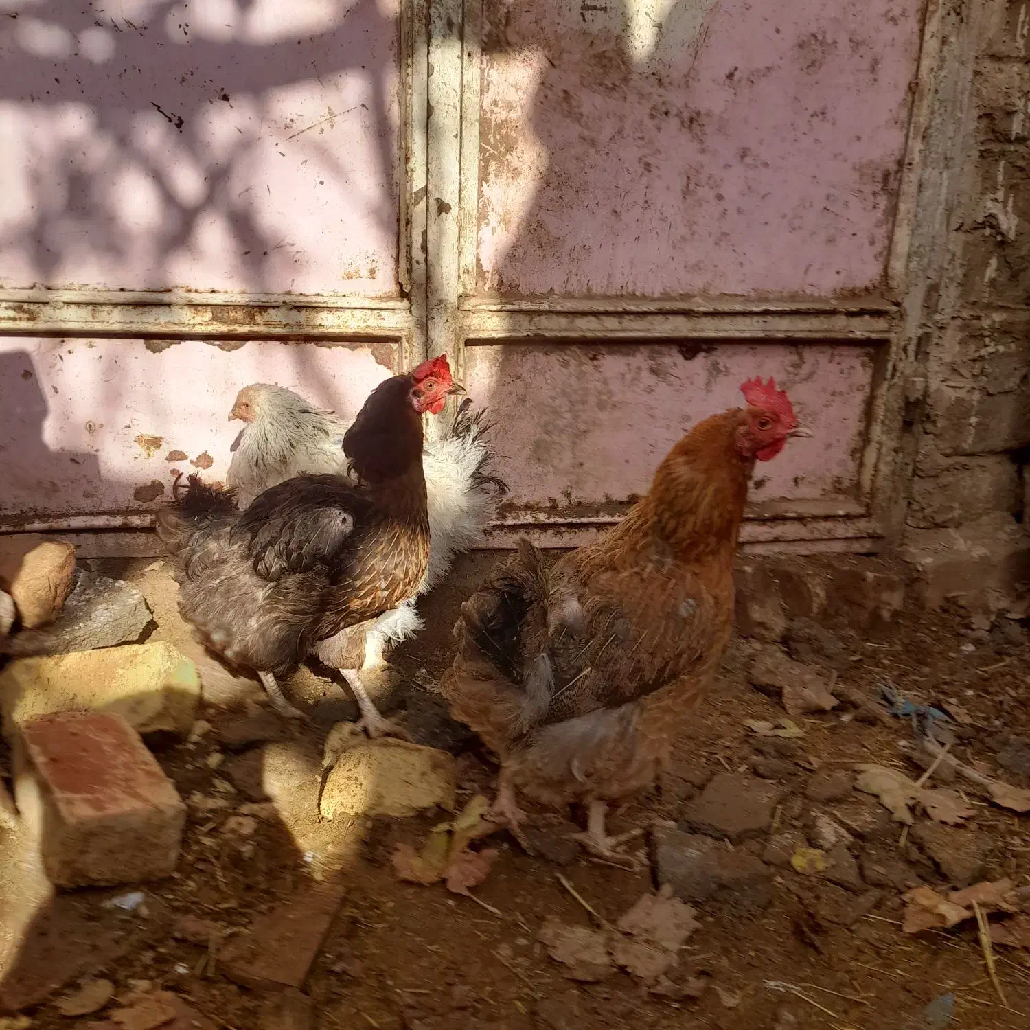 مرغ|حیوانات مزرعه|بردسکن, |دیوار