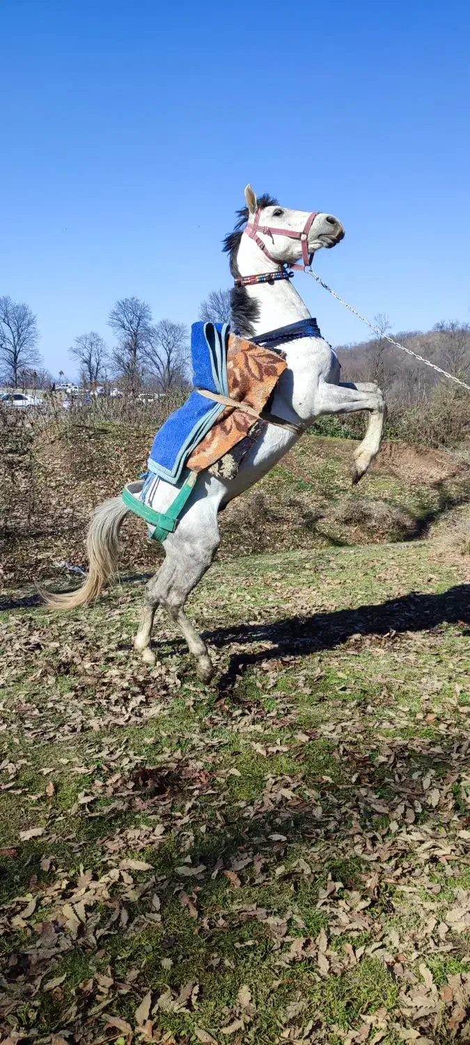 اسب|اسب و تجهیزات اسبسواری|گرگان, |دیوار