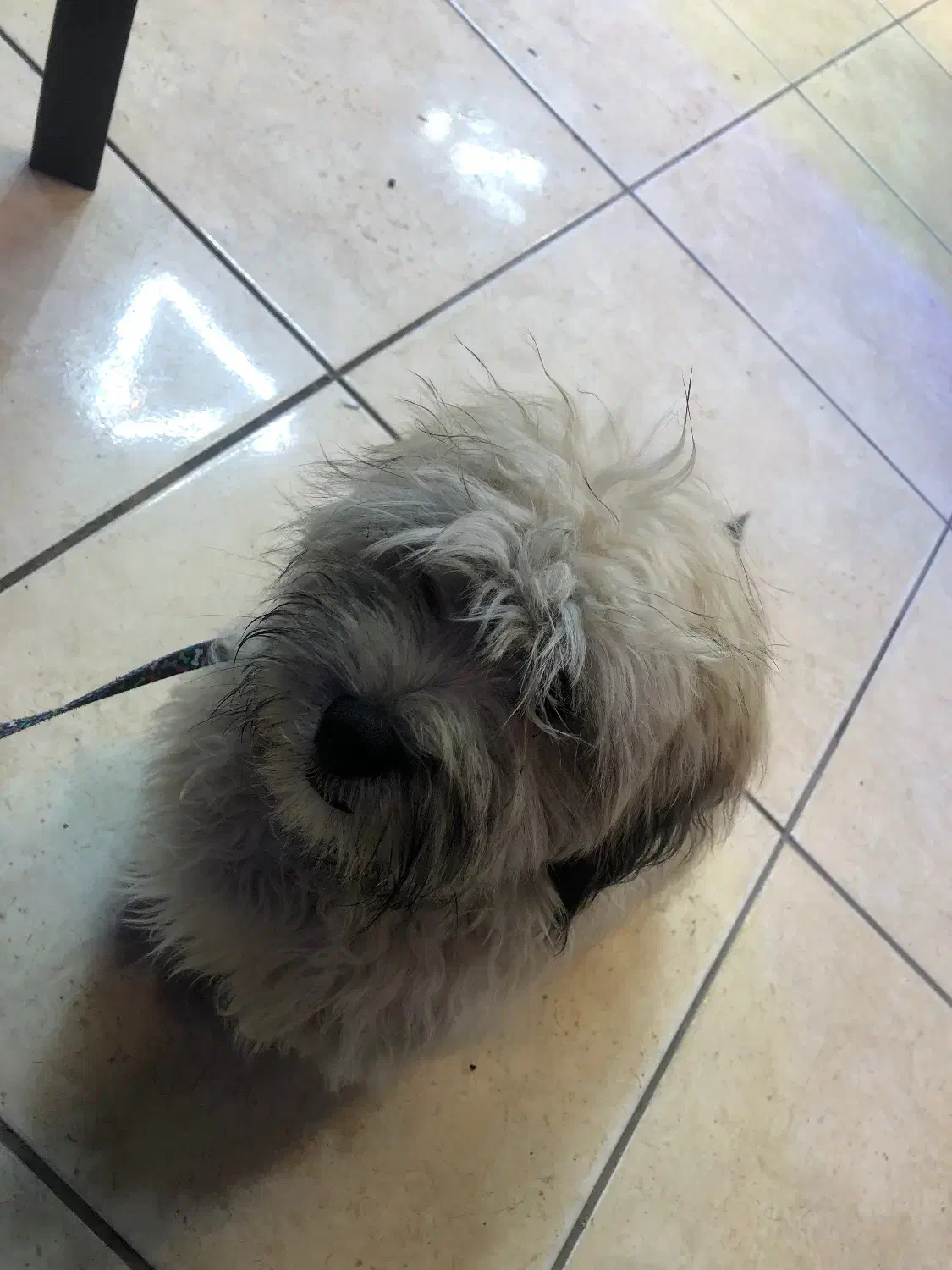 واگذاری سگ پاپی|سگ|سرخرود, |دیوار