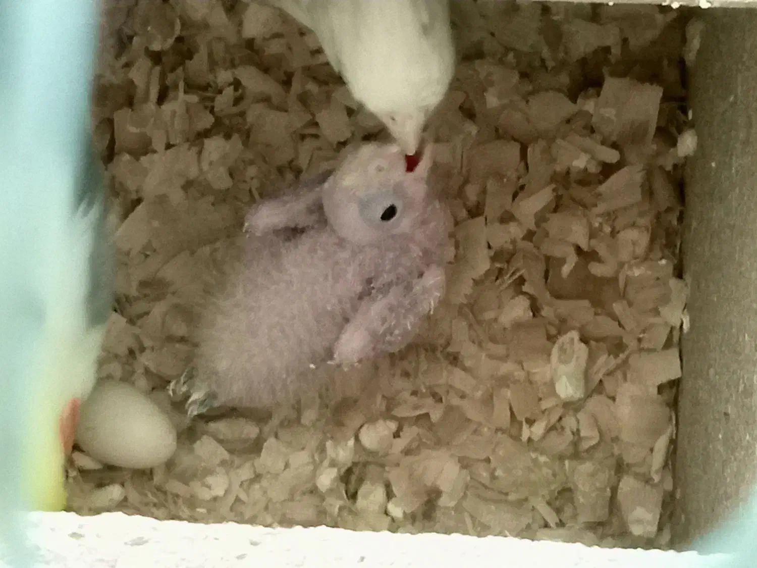 عروس هلندی|پرنده|محمدیه-قزوین, |دیوار