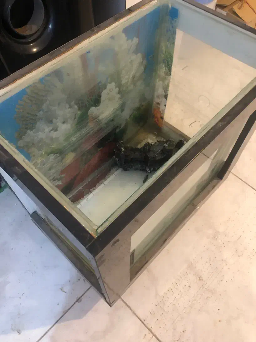 آکواریوم|ماهی|اردبیل, |دیوار