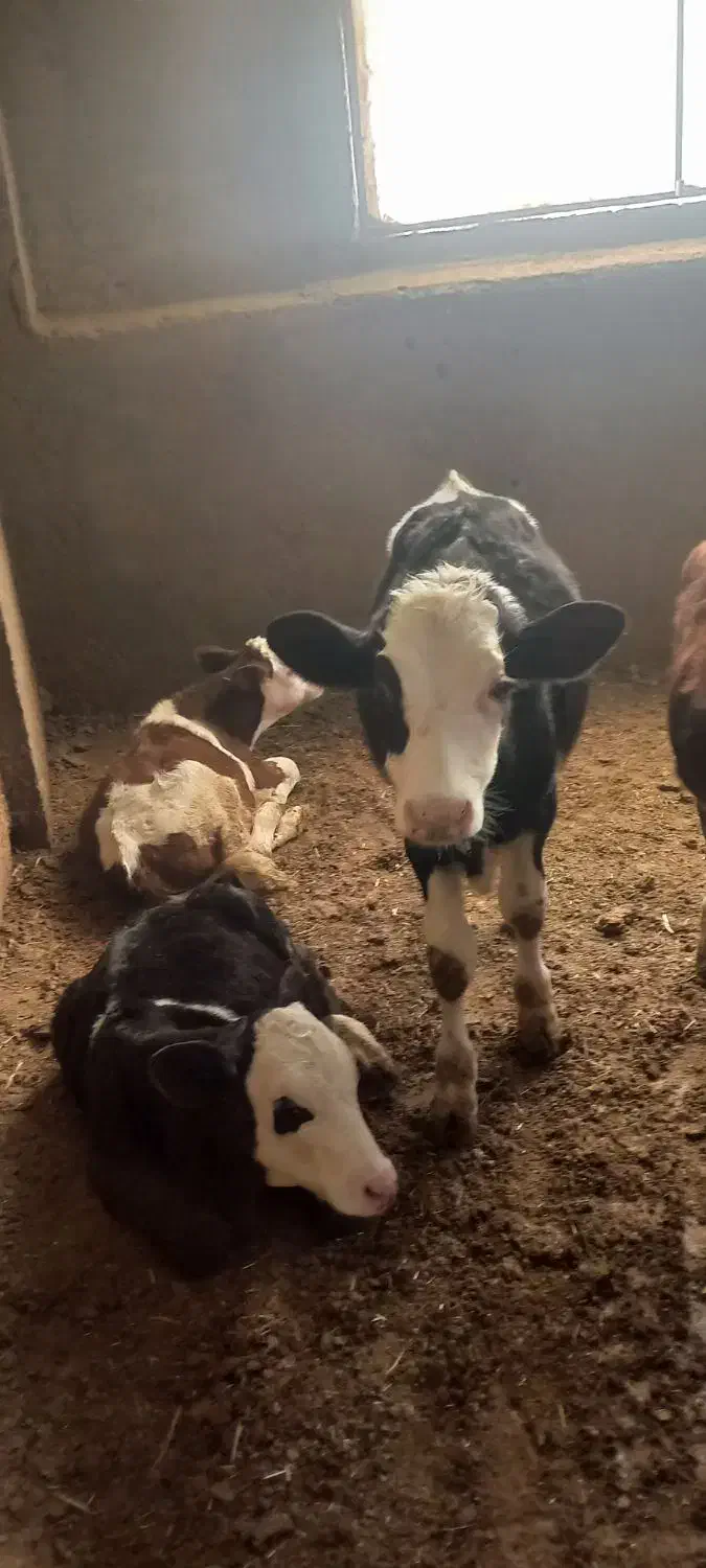 ۷راس گوسا له های سیمینتال نر وماده|حیوانات مزرعه|فرمهین, |دیوار