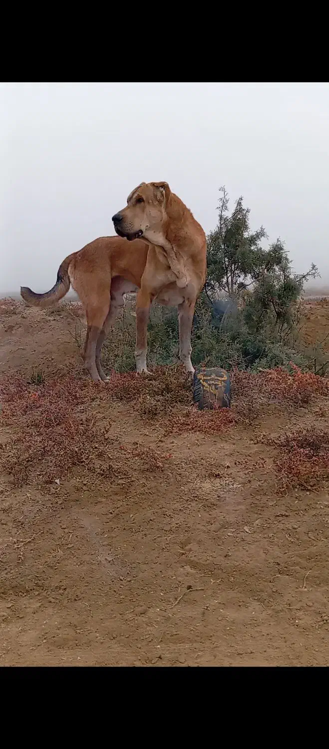 سگ نر ۱۸ ماهع|سگ|بندر ترکمن, |دیوار