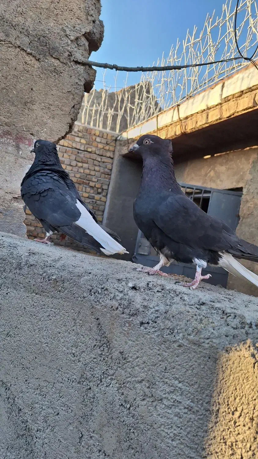 نر ماده زاغ دم اسبی|پرنده|خرم‌آباد, |دیوار