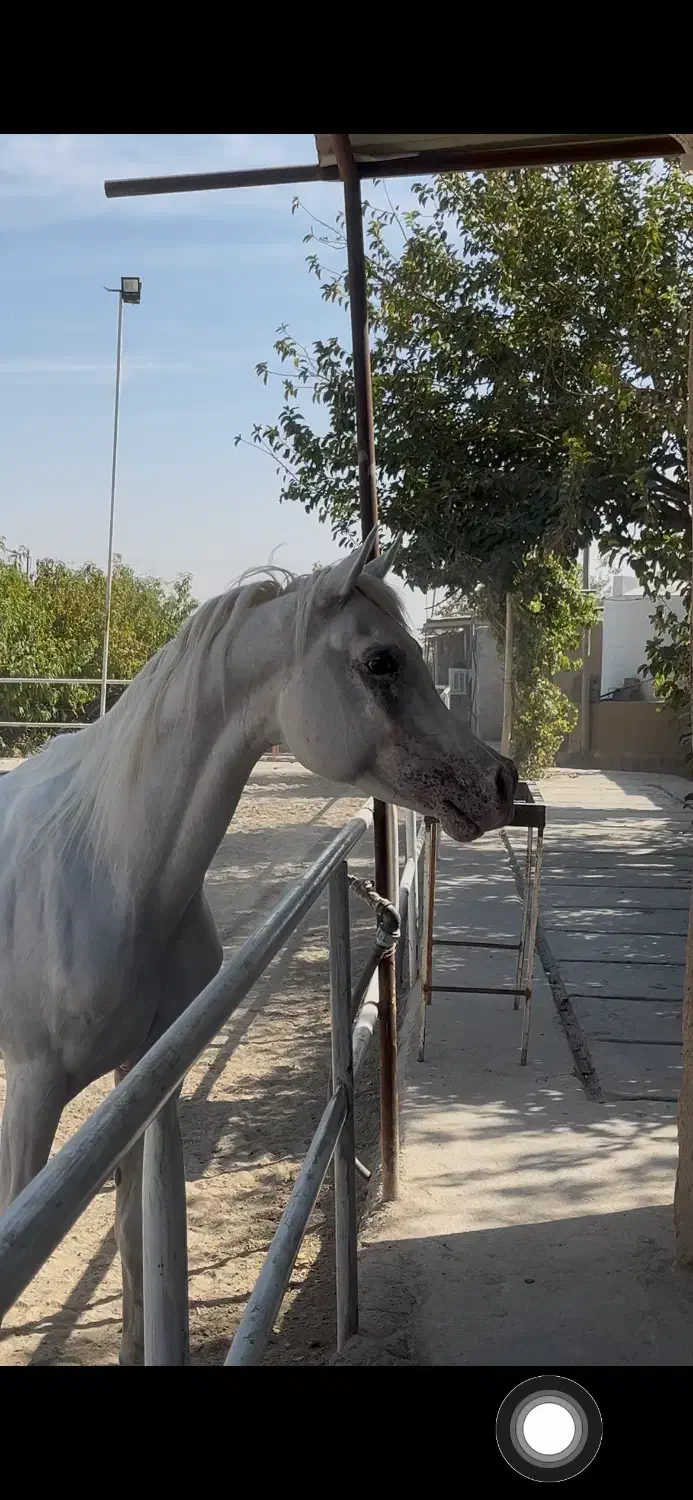 عرب دوسروارداتی|اسب و تجهیزات اسبسواری|صباشهر, |دیوار