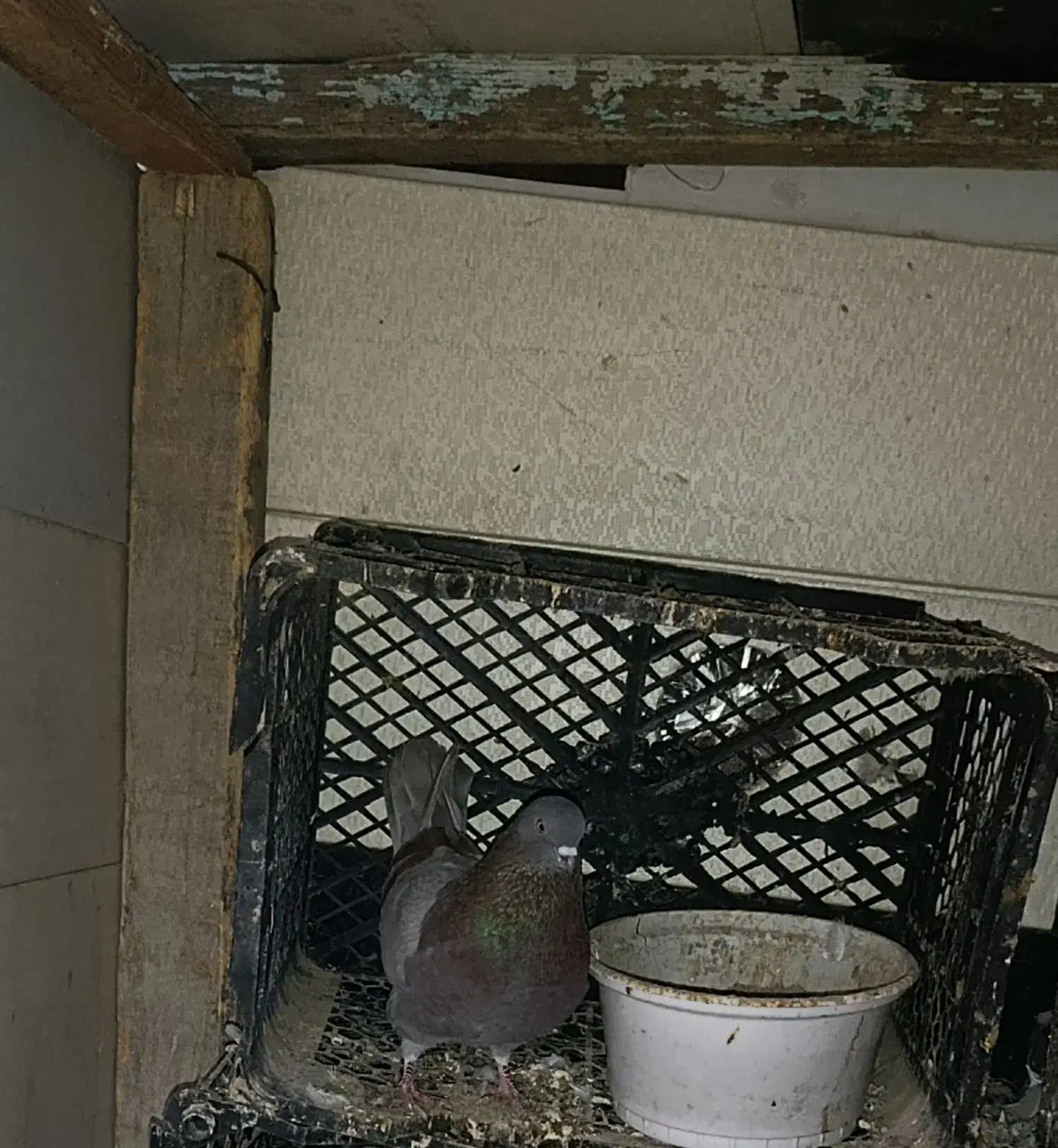 کبوتر|پرنده|بندر ترکمن, |دیوار