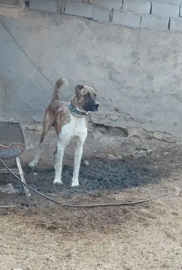 واگذاری سگ خراسانی|سگ|مشهد, کشاورز|دیوار
