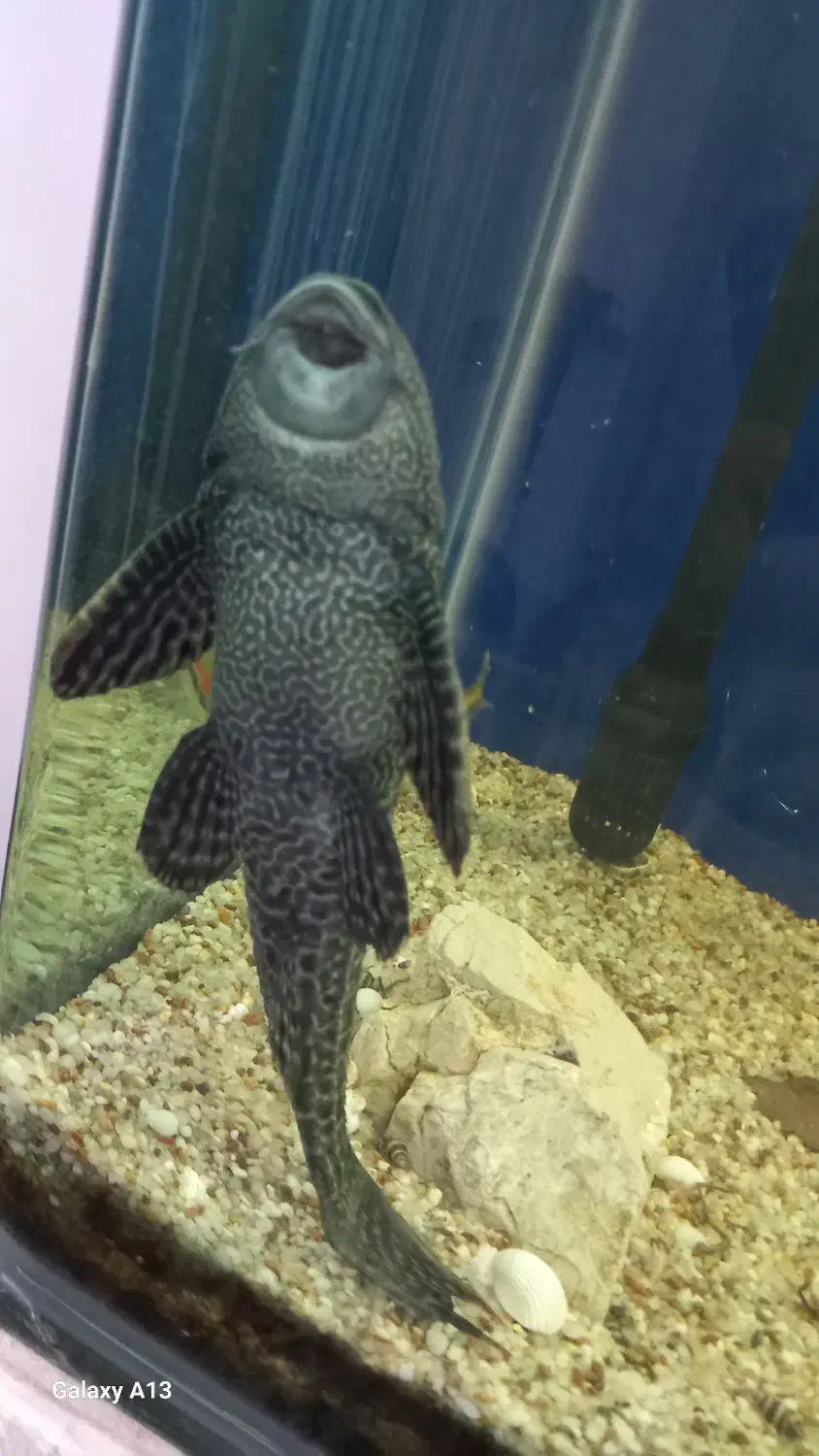 گربه ماهی بزرگ|ماهی|مشهد, عبادی|دیوار