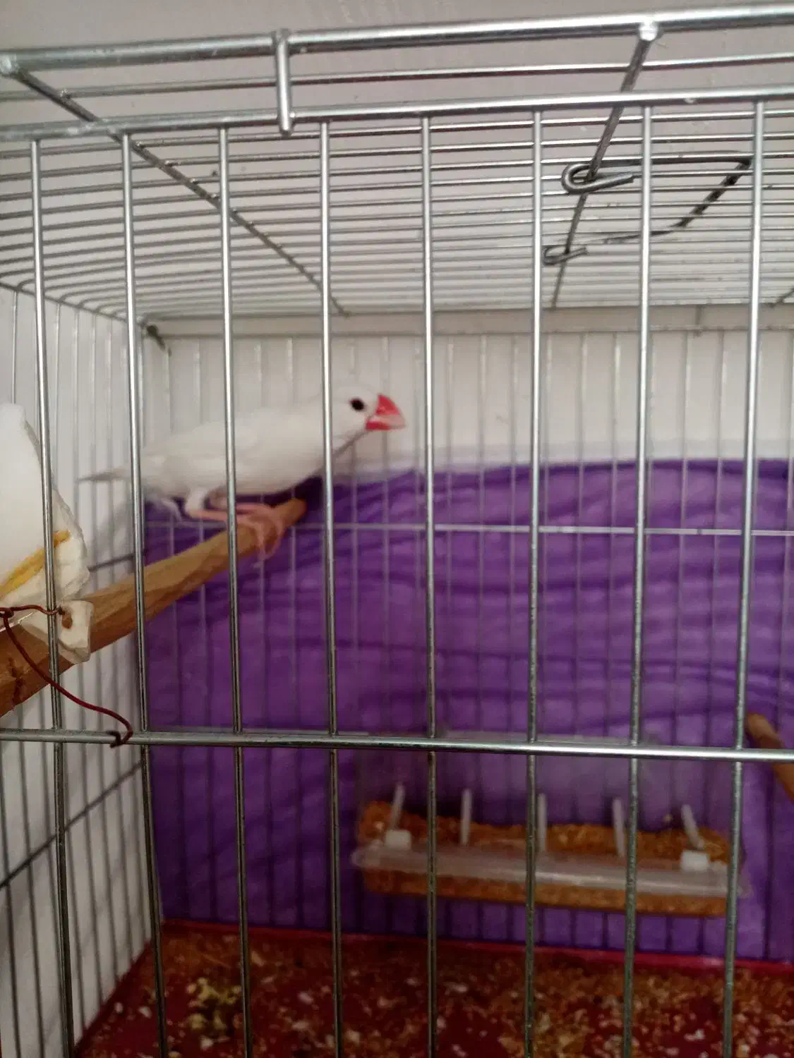 فنچ نرگسی نر|پرنده|بوکان, |دیوار