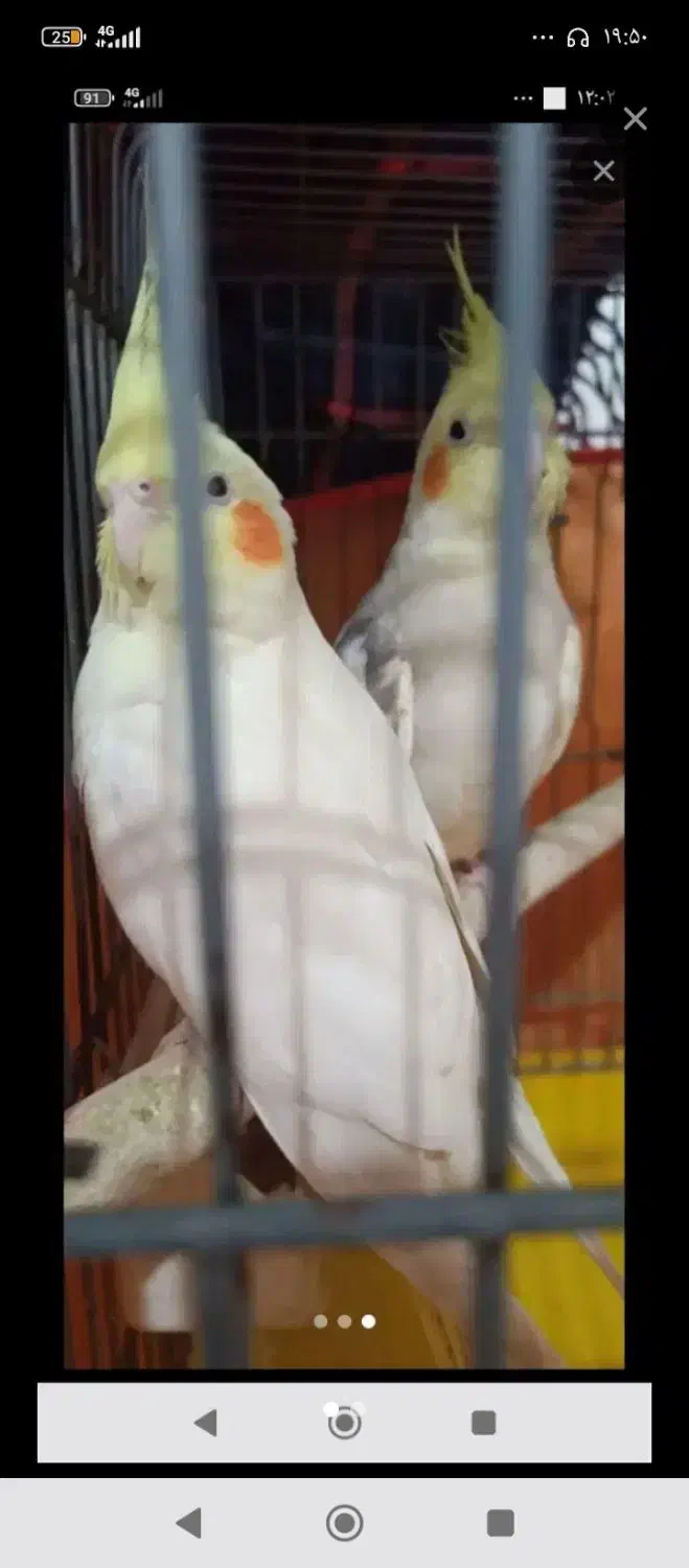 طوطی|پرنده|رباط‌کریم, رباط‌کریم|دیوار