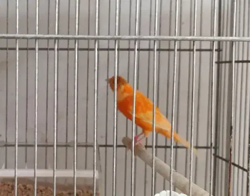 قناری|پرنده|رفسنجان, |دیوار