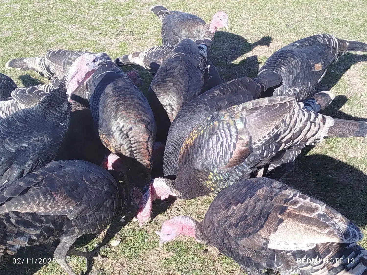 فروش بوقلمون|حیوانات مزرعه|چالدران, |دیوار