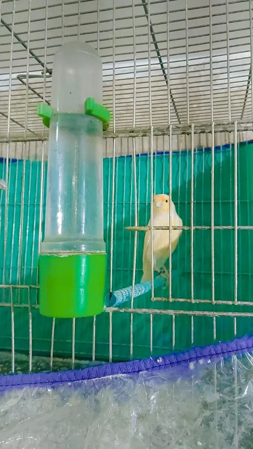 قناری موزاییکی|پرنده|بروجرد, |دیوار