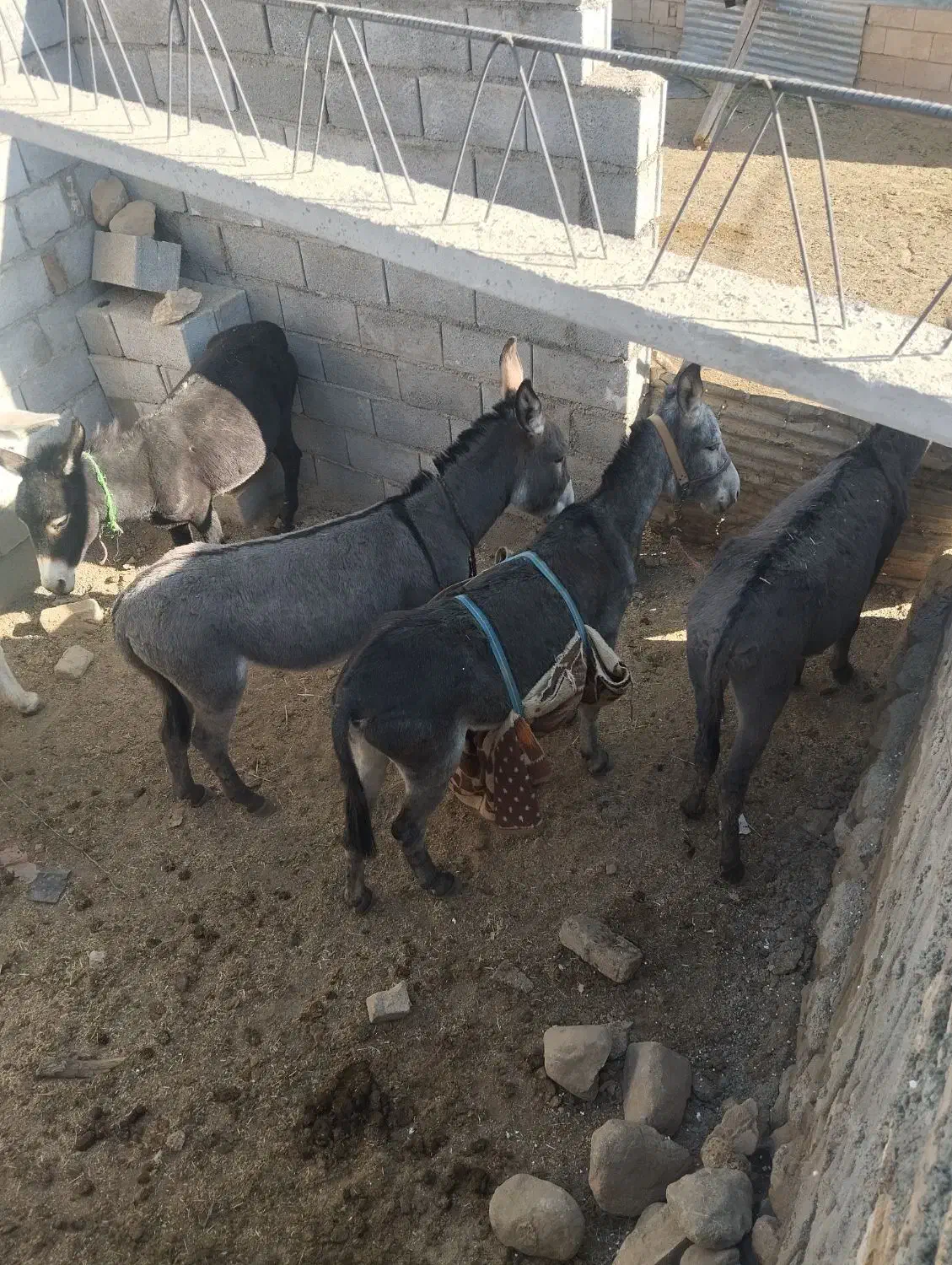 خر گلی سر حال همه هم باری|حیوانات مزرعه|الیگودرز, |دیوار