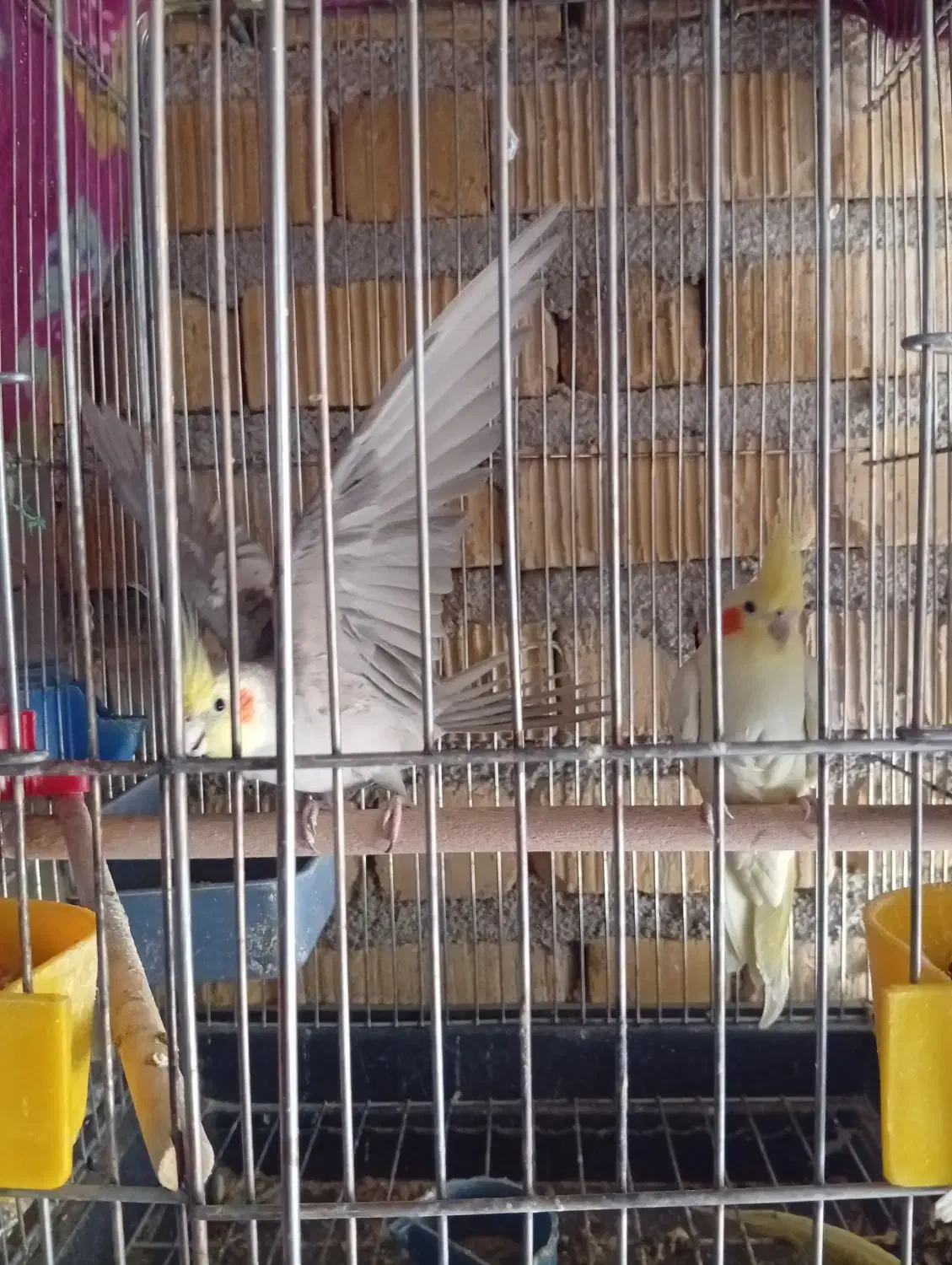 جفت عروس هلندی|پرنده|مرودشت, کناره|دیوار