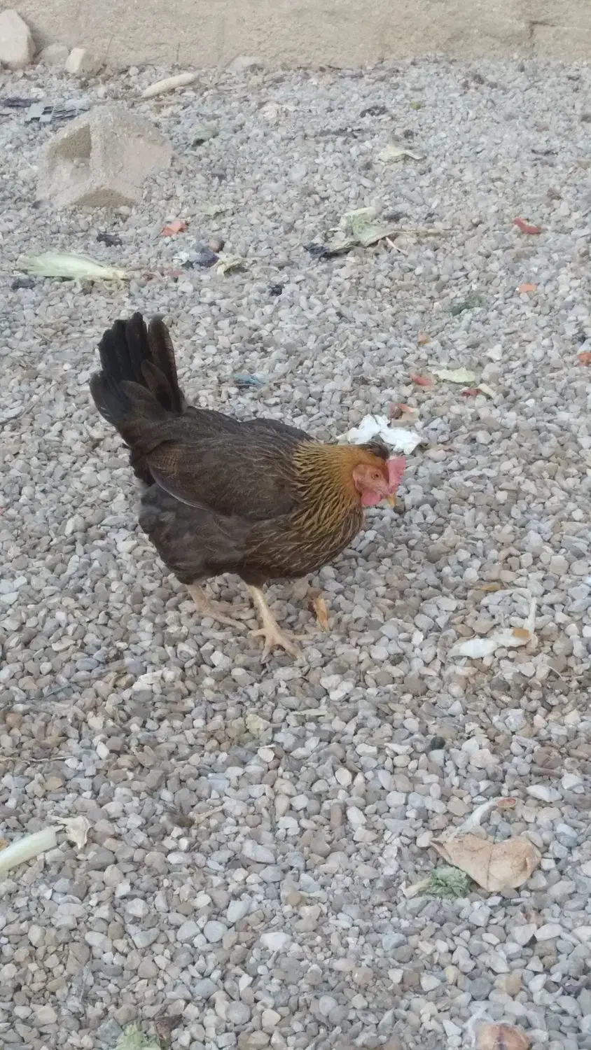 مرغ سرحال چاق و چله|حیوانات مزرعه|بندر ماهشهر, |دیوار