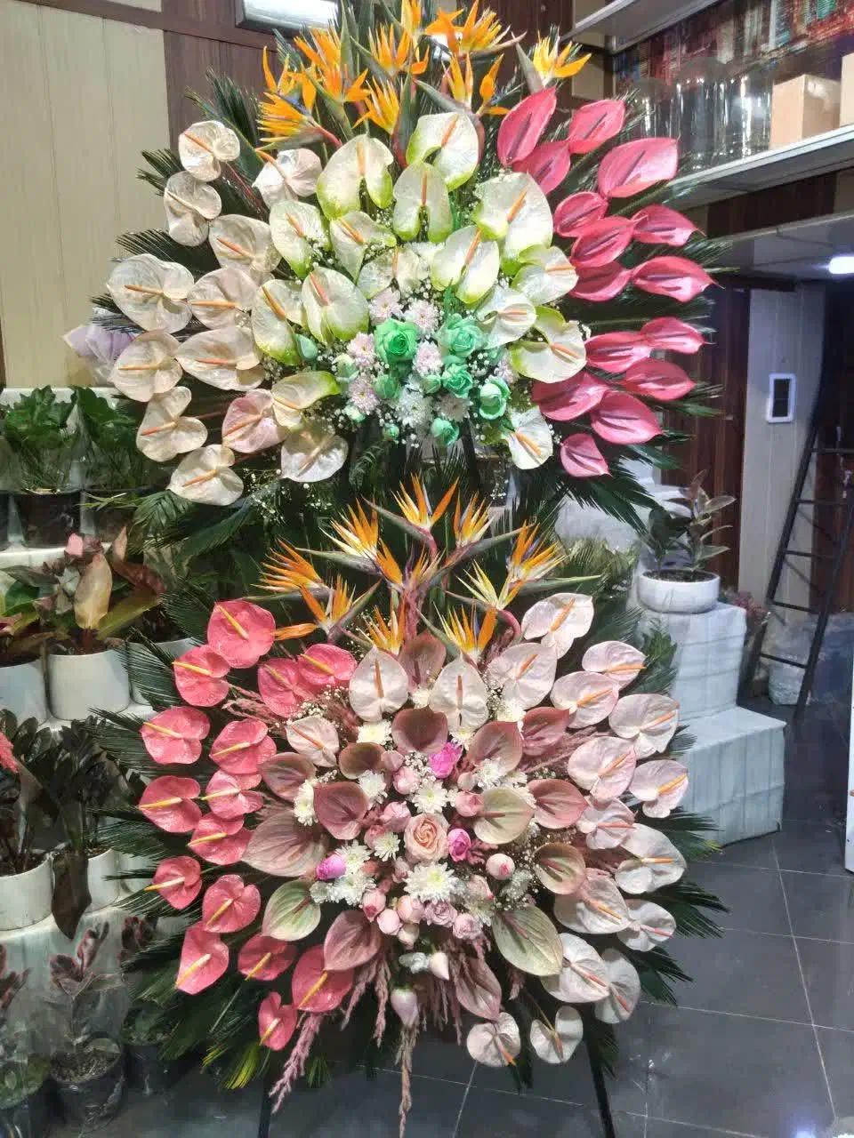 تاج گل|گل و گیاه طبیعی|تهران, شمشیری|دیوار