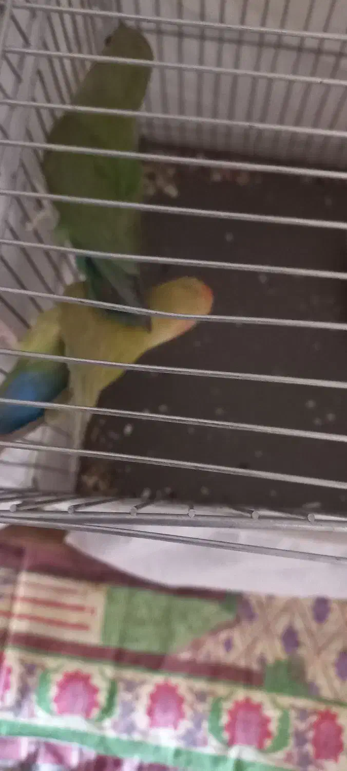 یک جفت کوتوله برزیلی زیبا و قشنگ|پرنده|قم, مجیدیه|دیوار