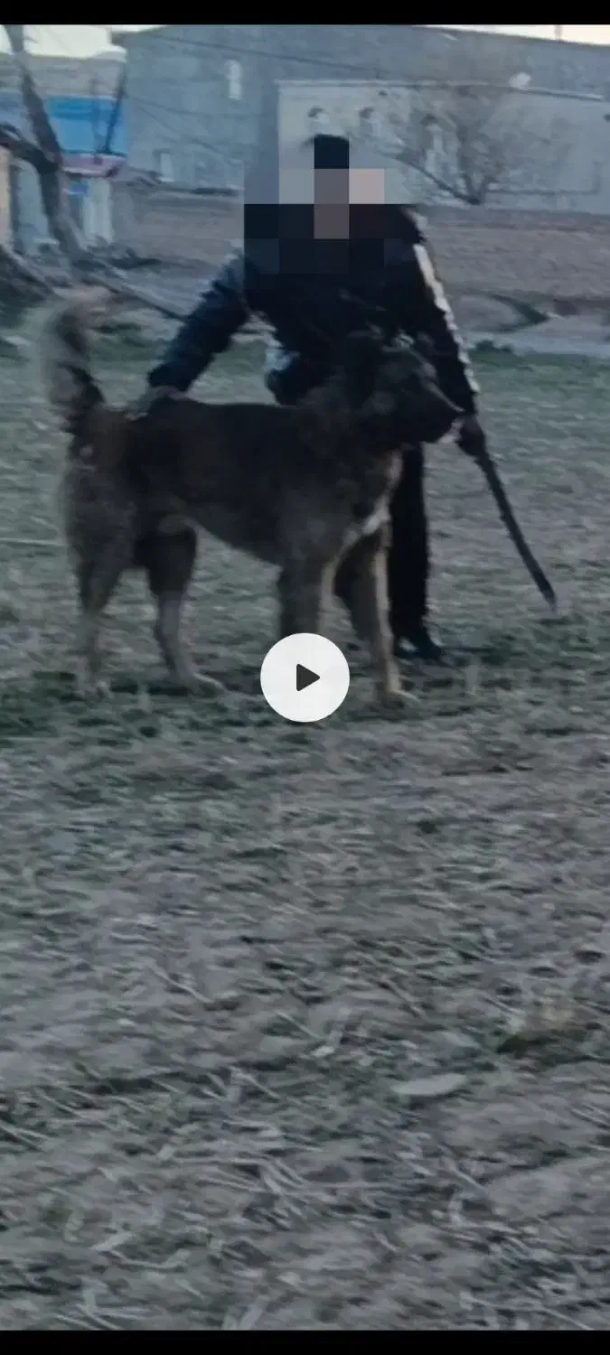 سگ سرابی|سگ|بستان آباد, |دیوار