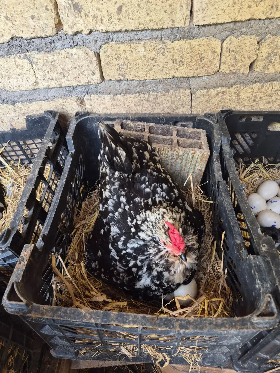 تخم نطفه دار گلین لری اصل|حیوانات مزرعه|رودبنه, |دیوار