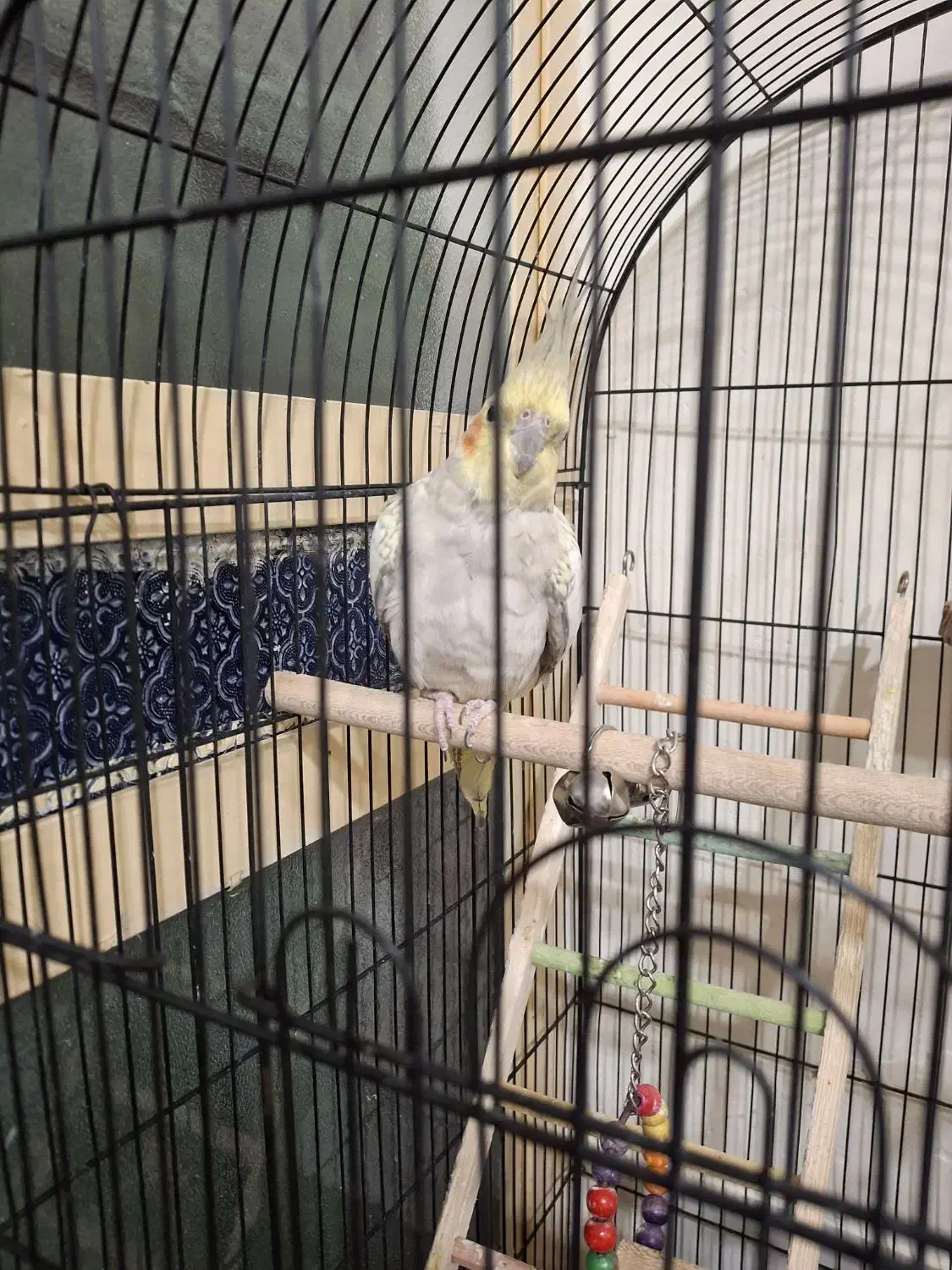 عروس هلندی ماده|پرنده|نی‌ریز, |دیوار