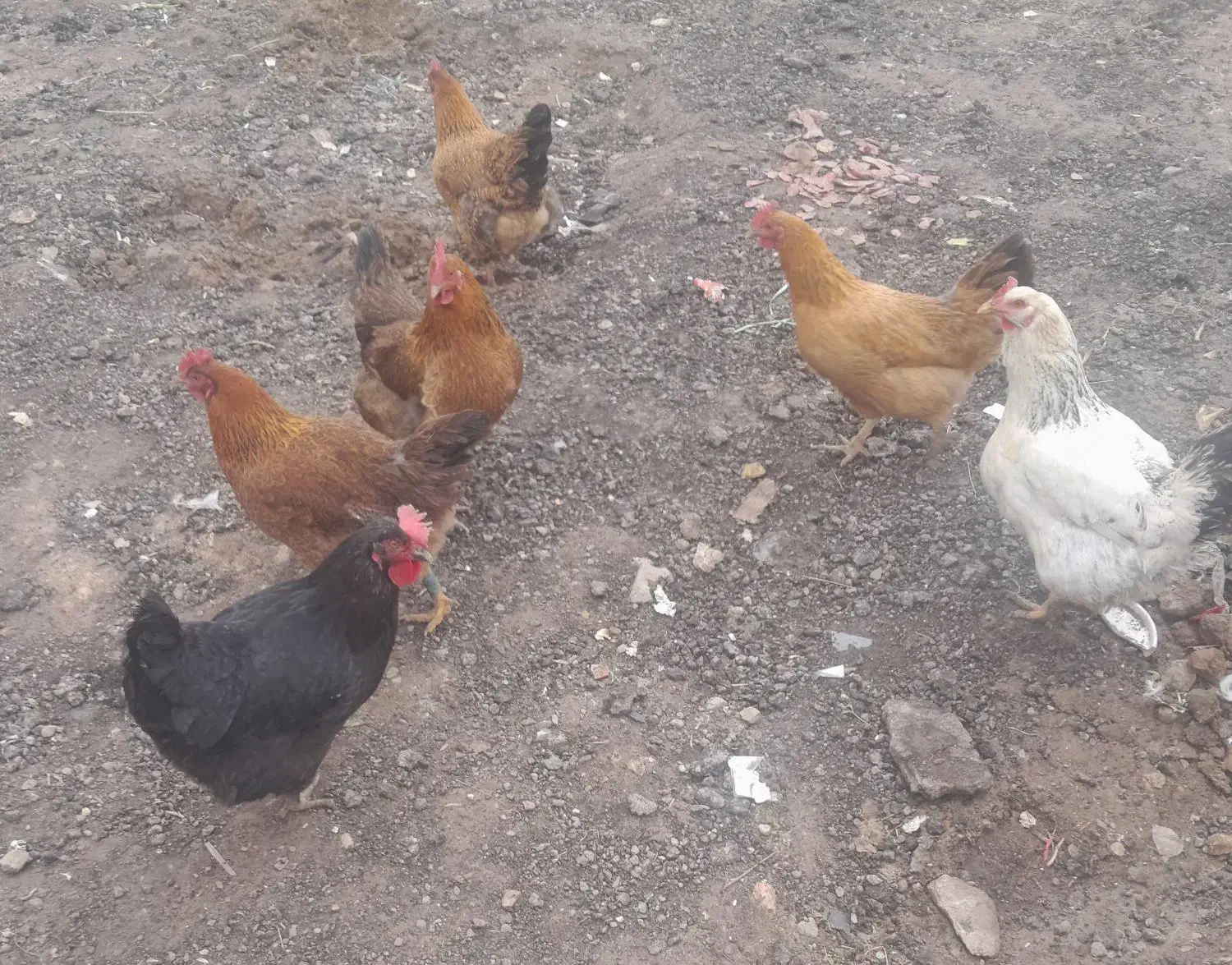 مرغ محلی|حیوانات مزرعه|قزوین, |دیوار