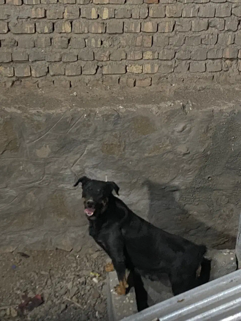 سگ روتوایلر|سگ|قم, پردیسان|دیوار