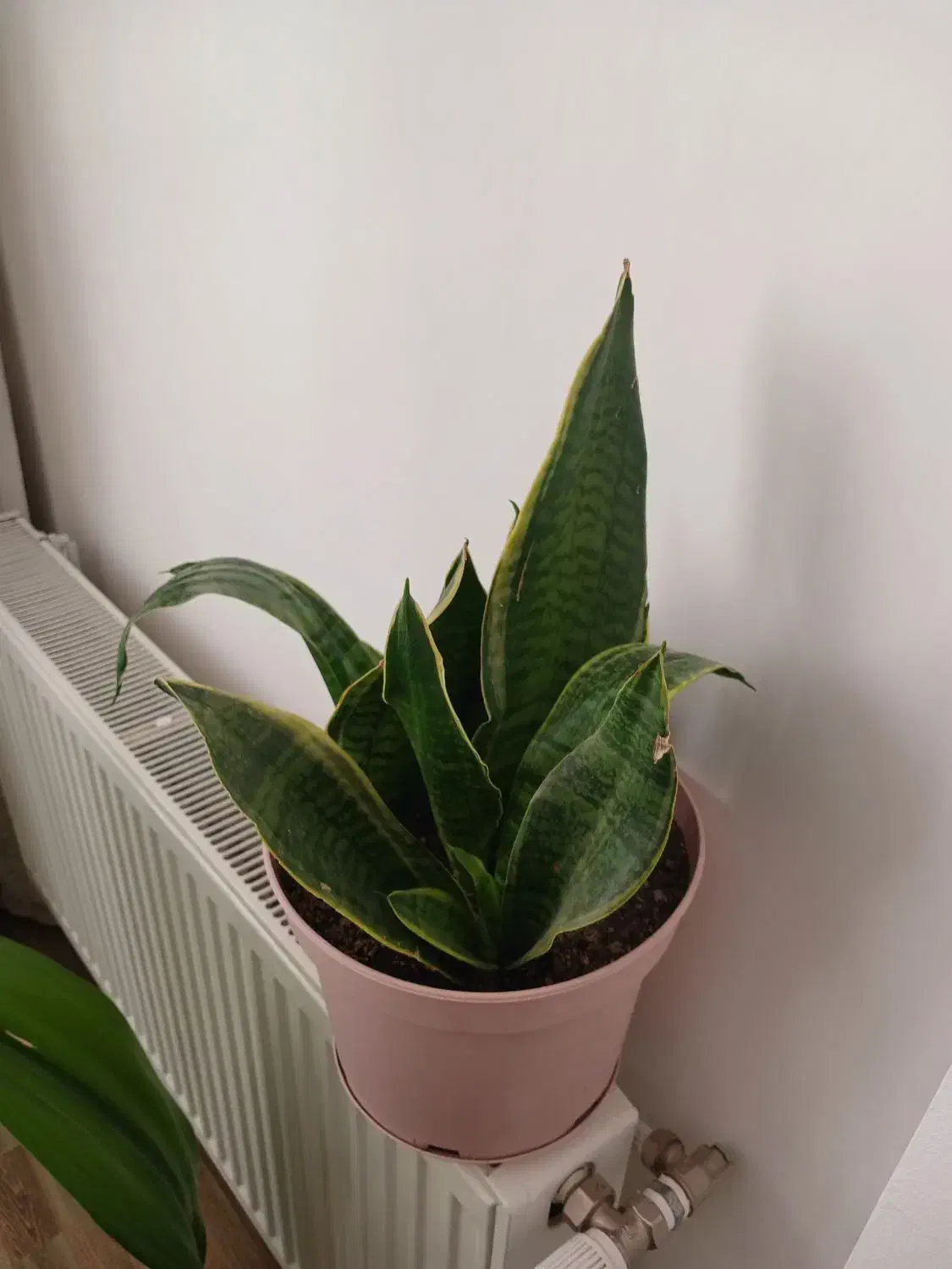 گل اشک ملکه و سانسوریا|گل و گیاه طبیعی|پیر بکران, |دیوار