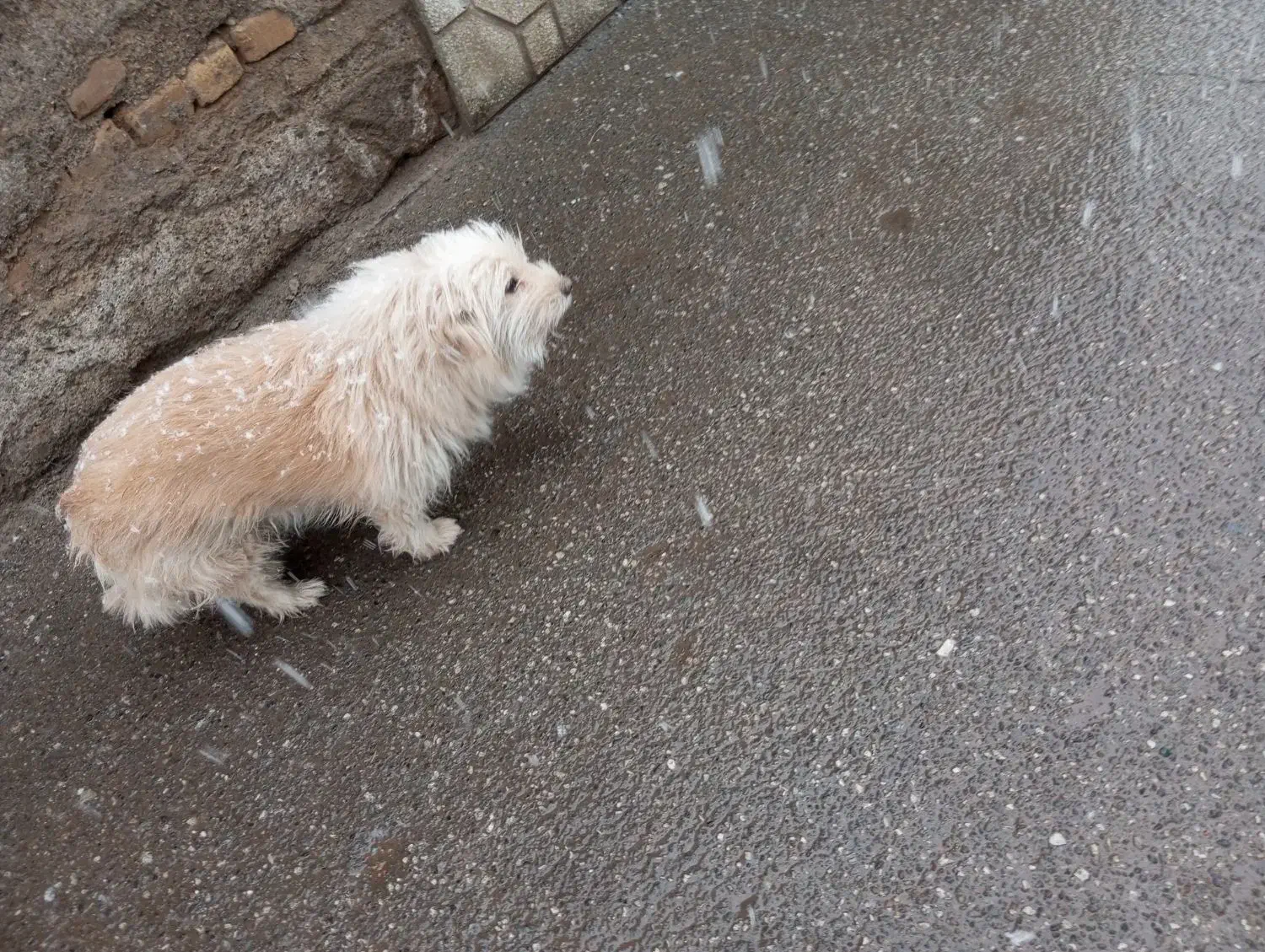 سگ شناسنامه دارشیتزو|سگ|سبزوار, قلعه‌نو دهزار|دیوار