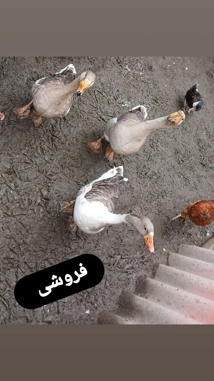 غاز تازه محلی|حیوانات مزرعه|حویق, |دیوار