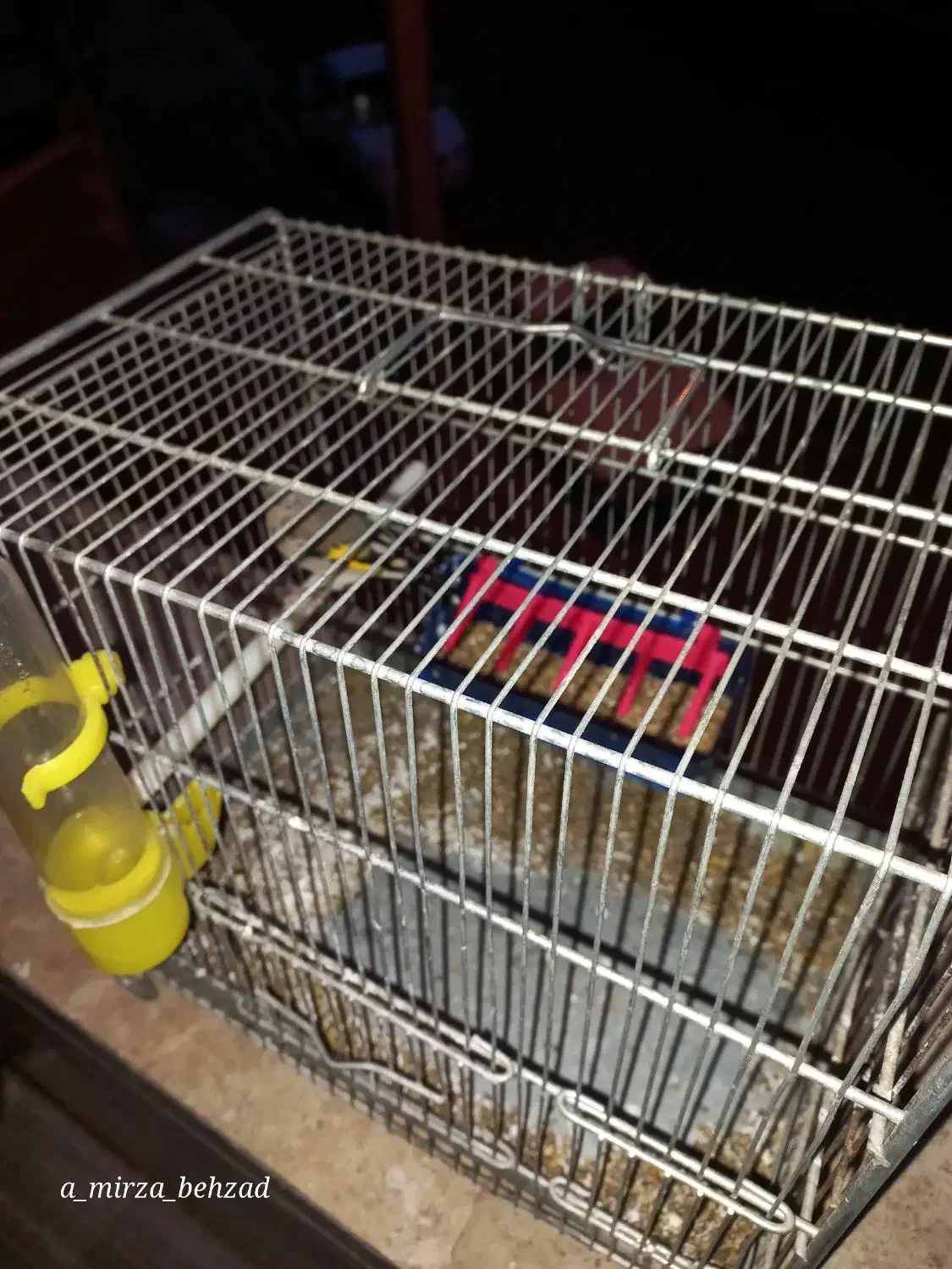 جوجه سهره نر|پرنده|محلات, |دیوار