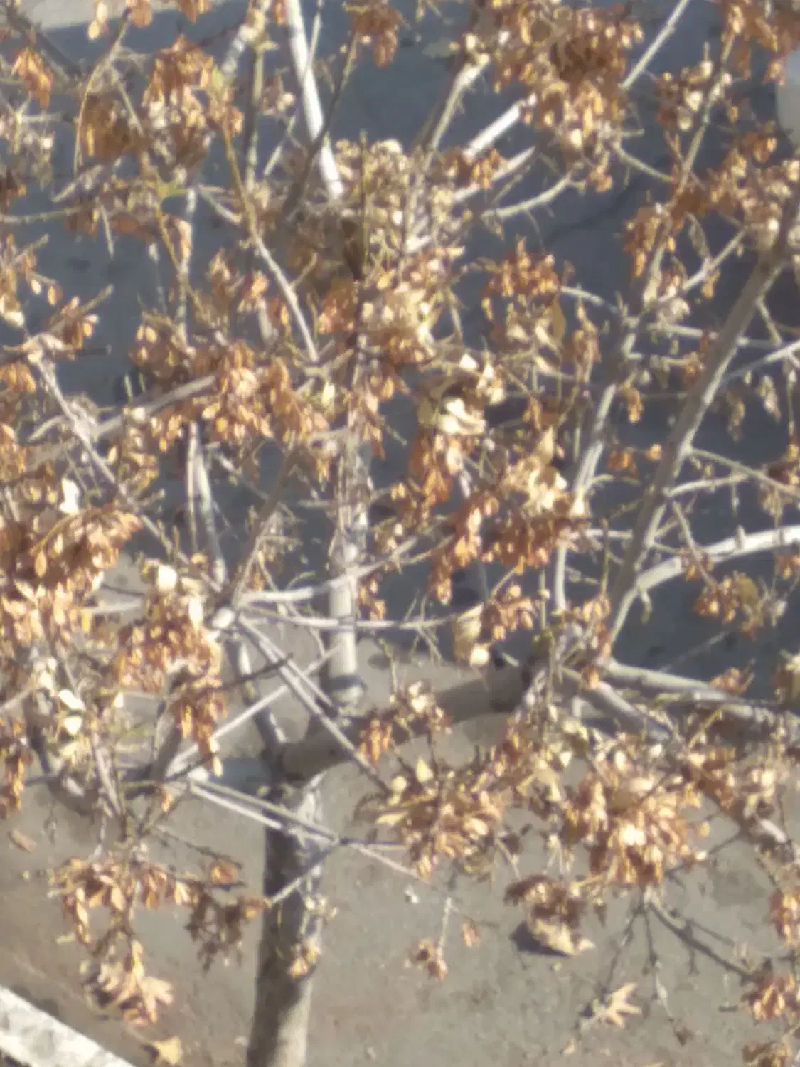 هرس کاردرختان|خدمات باغبانی و درختکاری|ارومیه, |دیوار