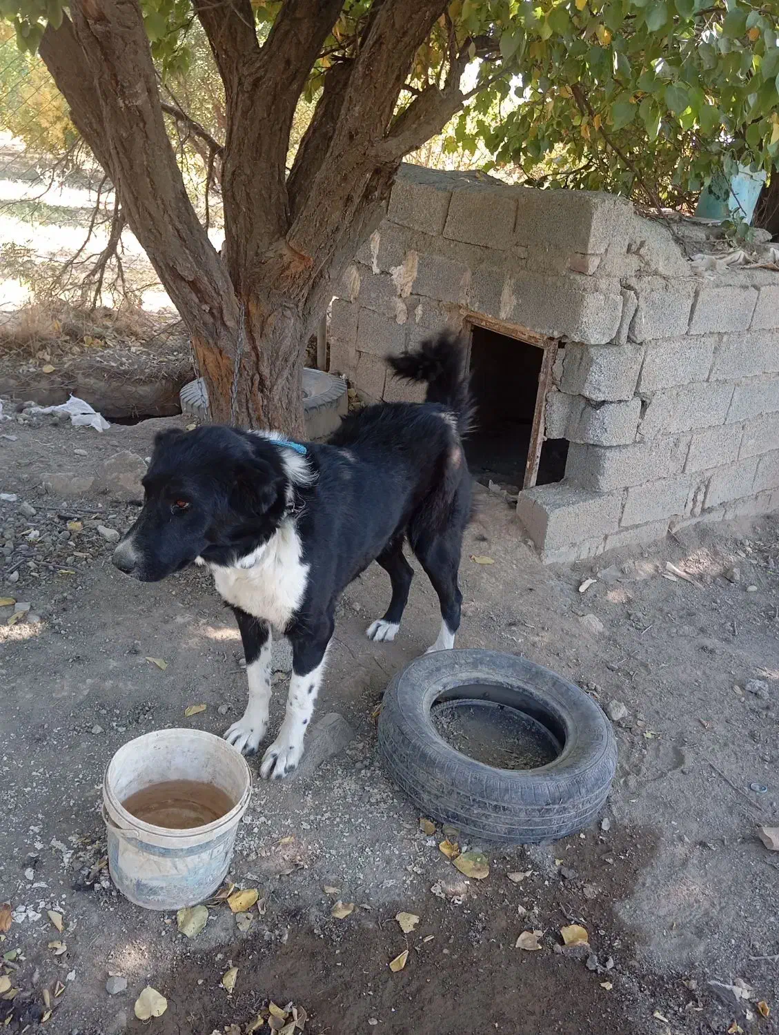 واگذاری سگ قهدریجان|سگ|سنندج, |دیوار