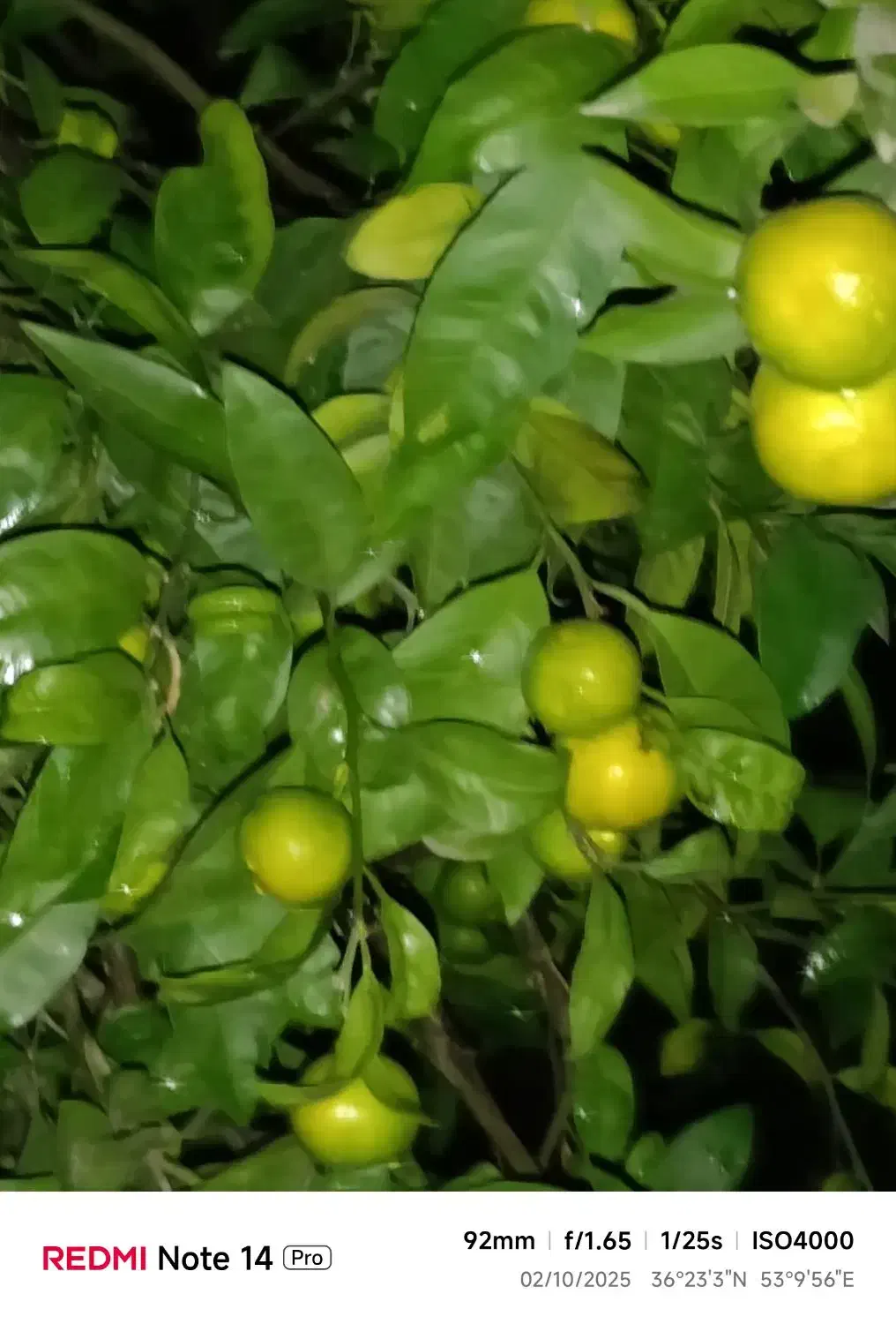 فروش نارنگی محلی ساری|خدمات باغبانی و درختکاری|پایین هولار, |دیوار