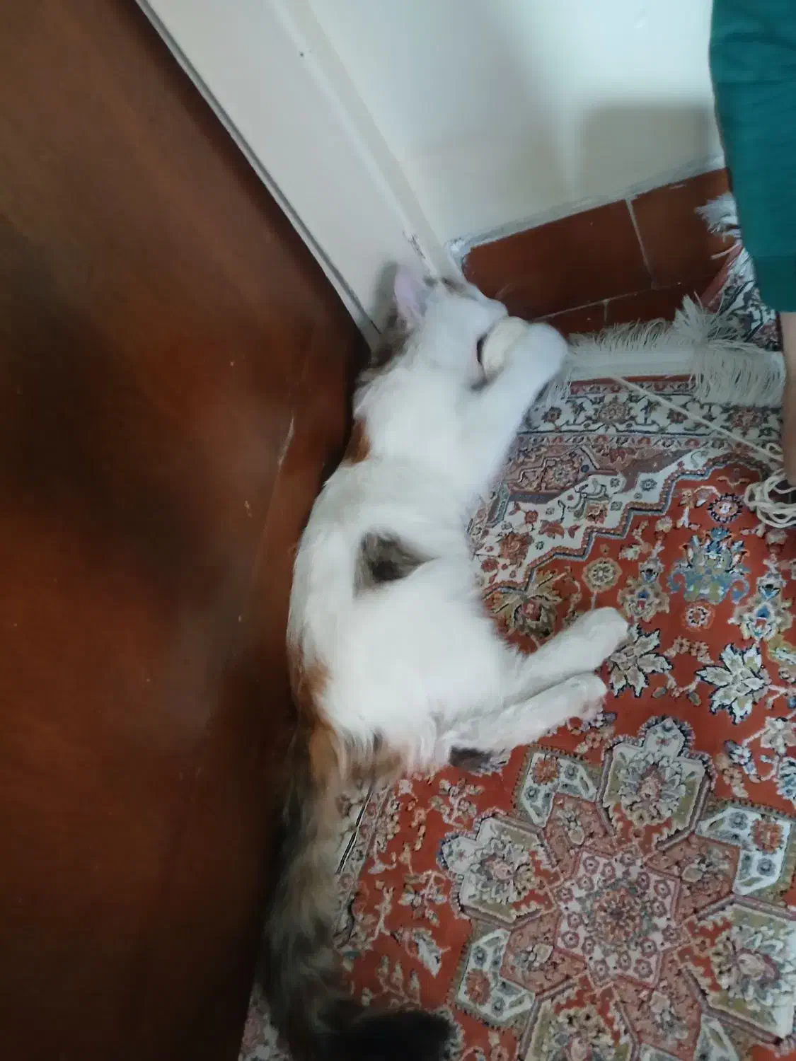 گربه واگذاری|گربه|تبریز, |دیوار