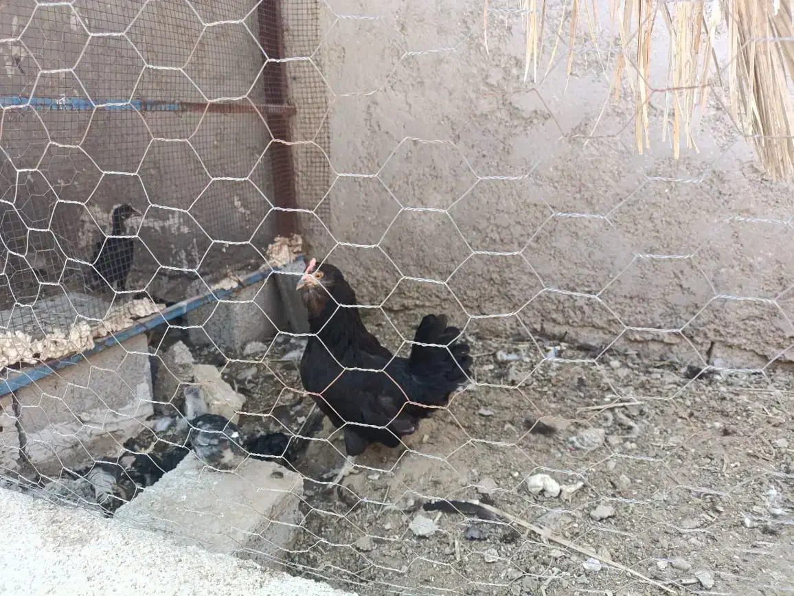 مرغ و خروس پاکر|حیوانات مزرعه|آبپخش, |دیوار