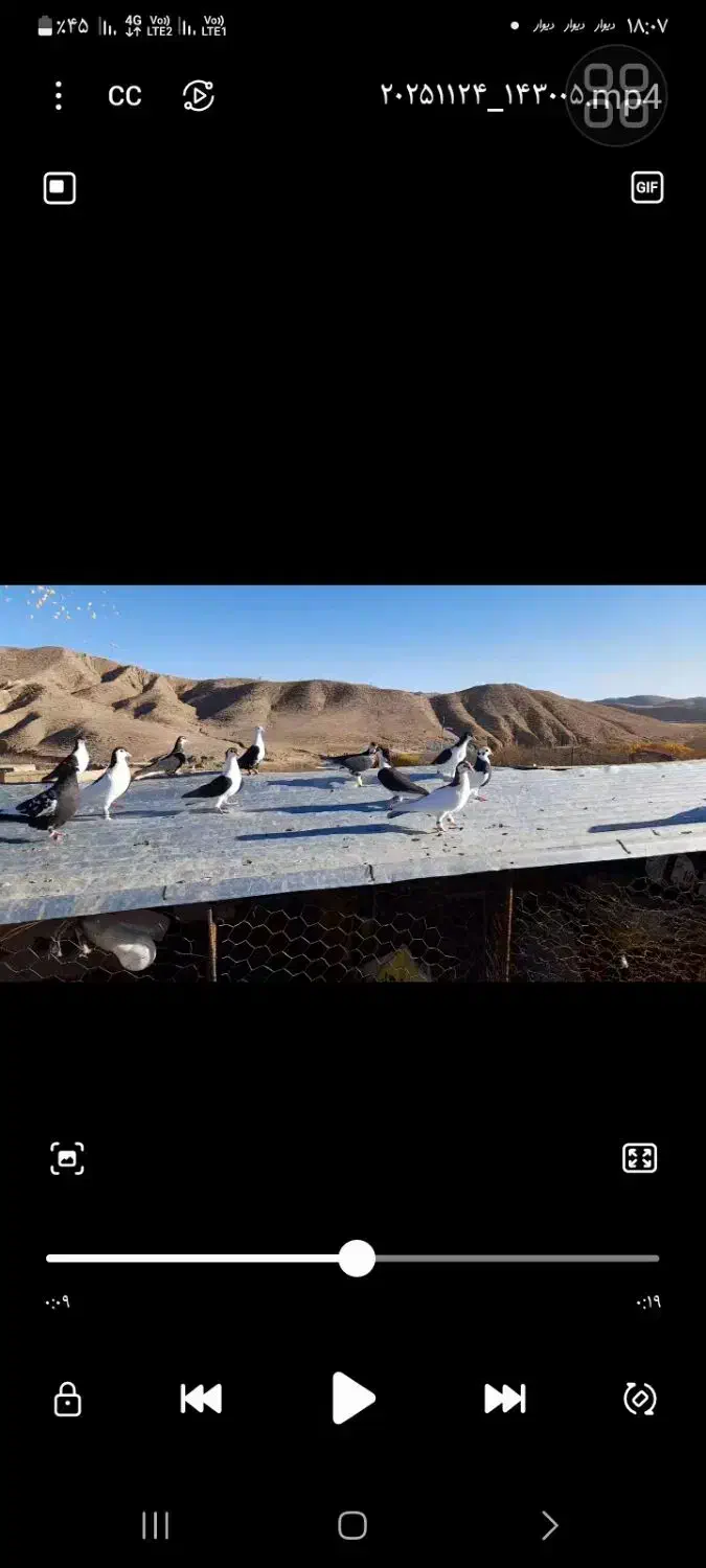 کبوتر پرشی ماده|پرنده|اسفراین, |دیوار