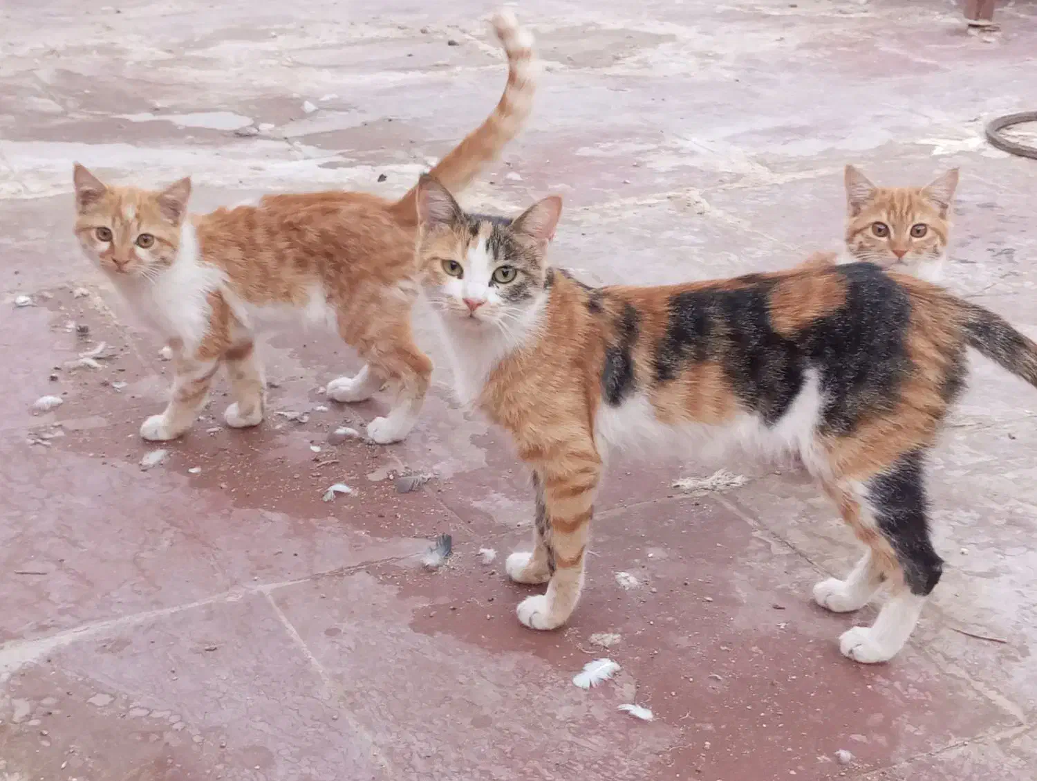 گربه|گربه|یزد, |دیوار