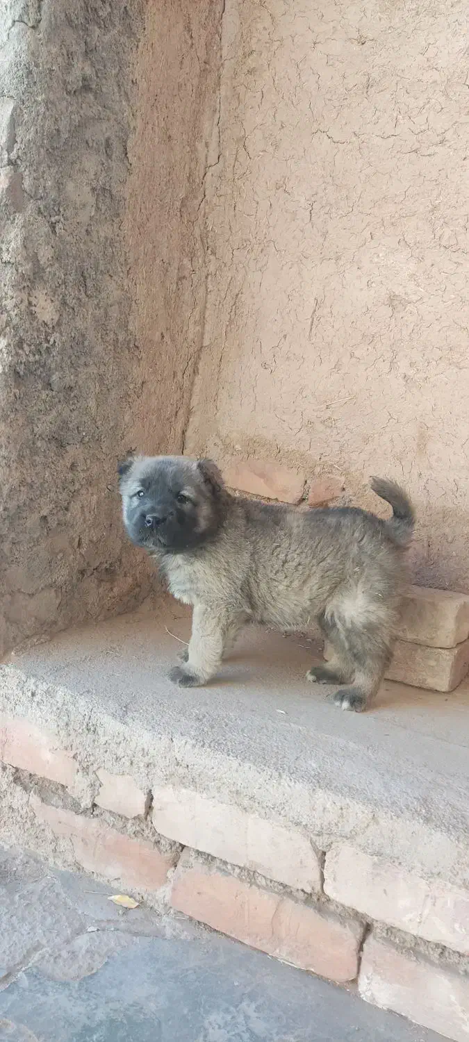 توله سرابی اصیل|سگ|بیرجند, |دیوار