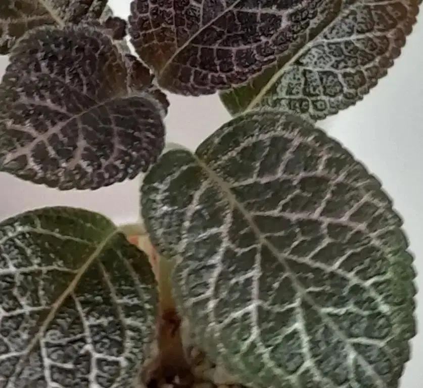 گُل اپیشیا|گل و گیاه طبیعی|کرمانشاه, |دیوار