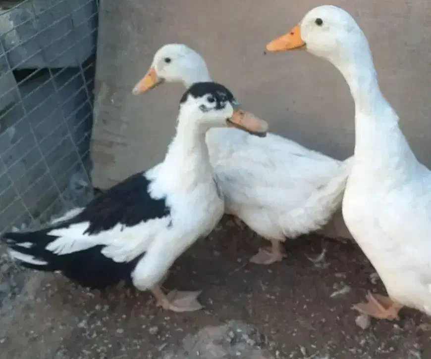 اردک محلی|حیوانات مزرعه|دوگنبدان, |دیوار