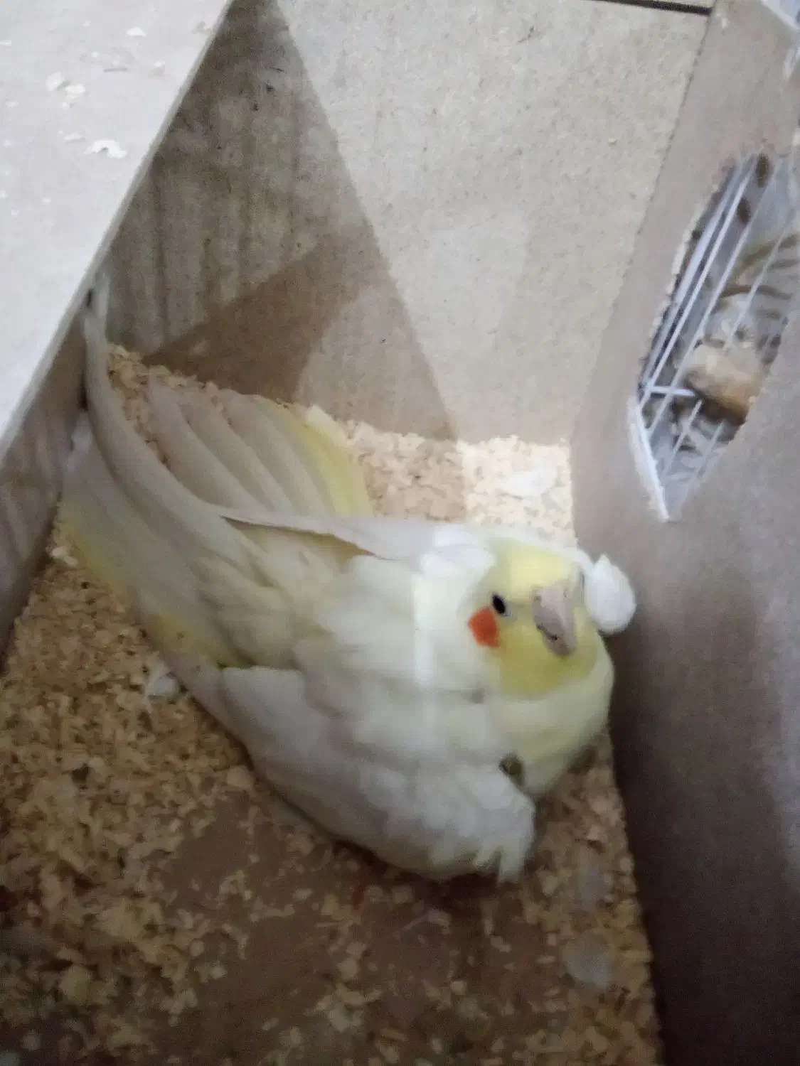 عروس هلندی|پرنده|اشکذر, |دیوار