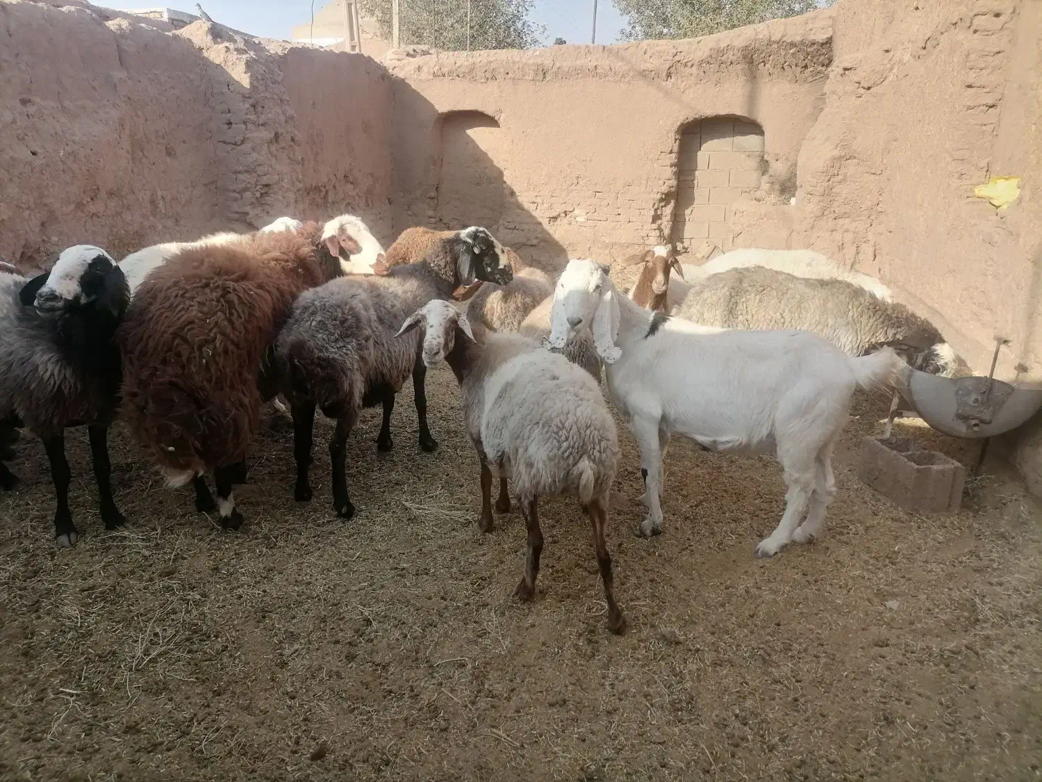 میش|حیوانات مزرعه|داورزن, |دیوار