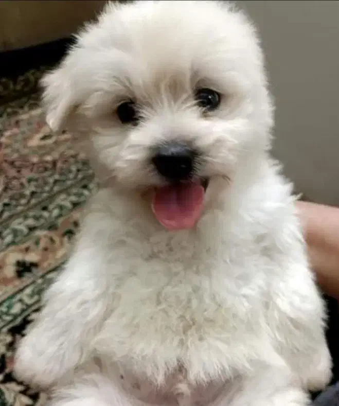 شیتزو|سگ|سبزوار, شرق کال عیدگاه|دیوار