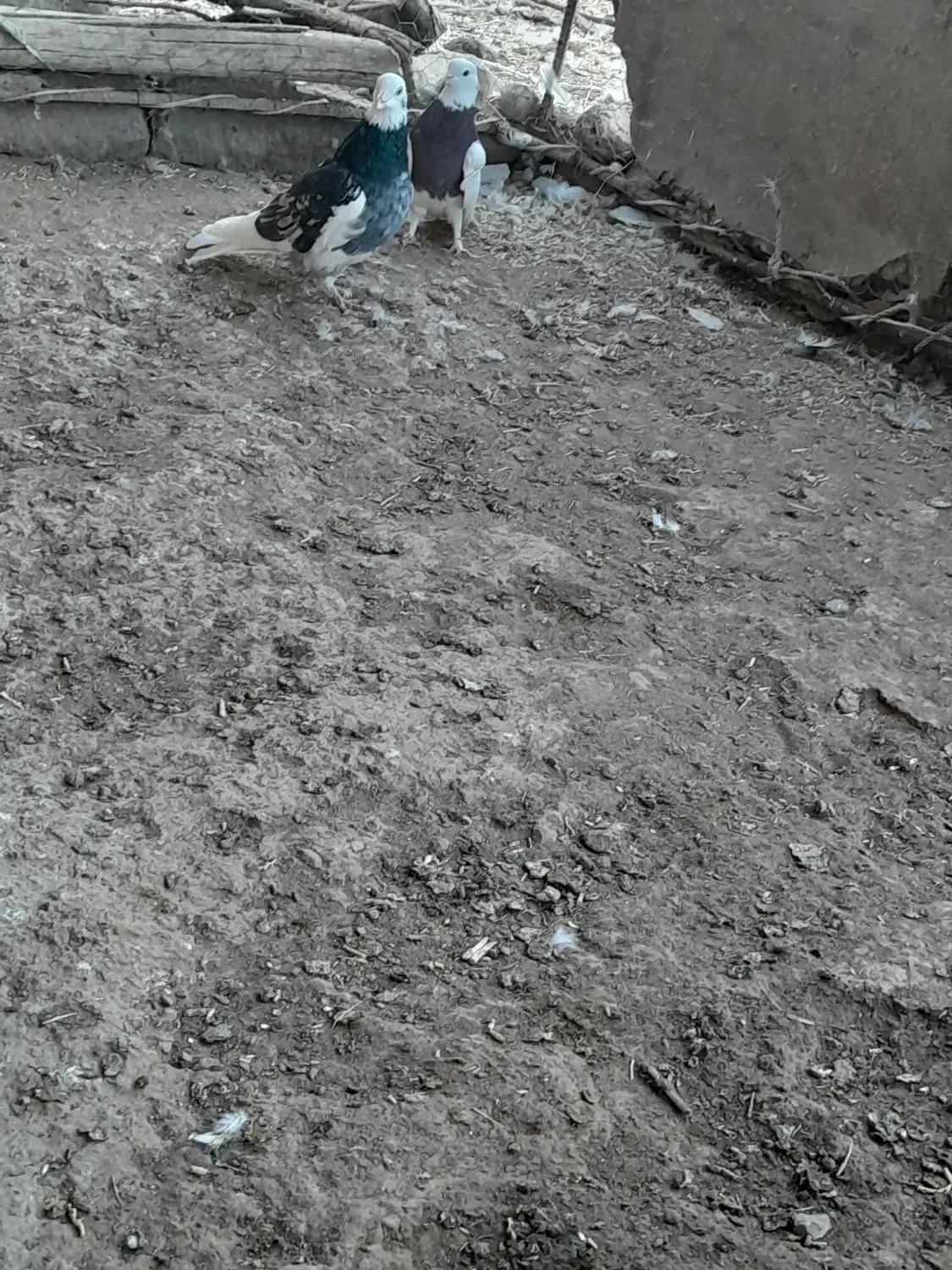 کبوتر|پرنده|تربت‌حیدریه, شهید بهشتی|دیوار