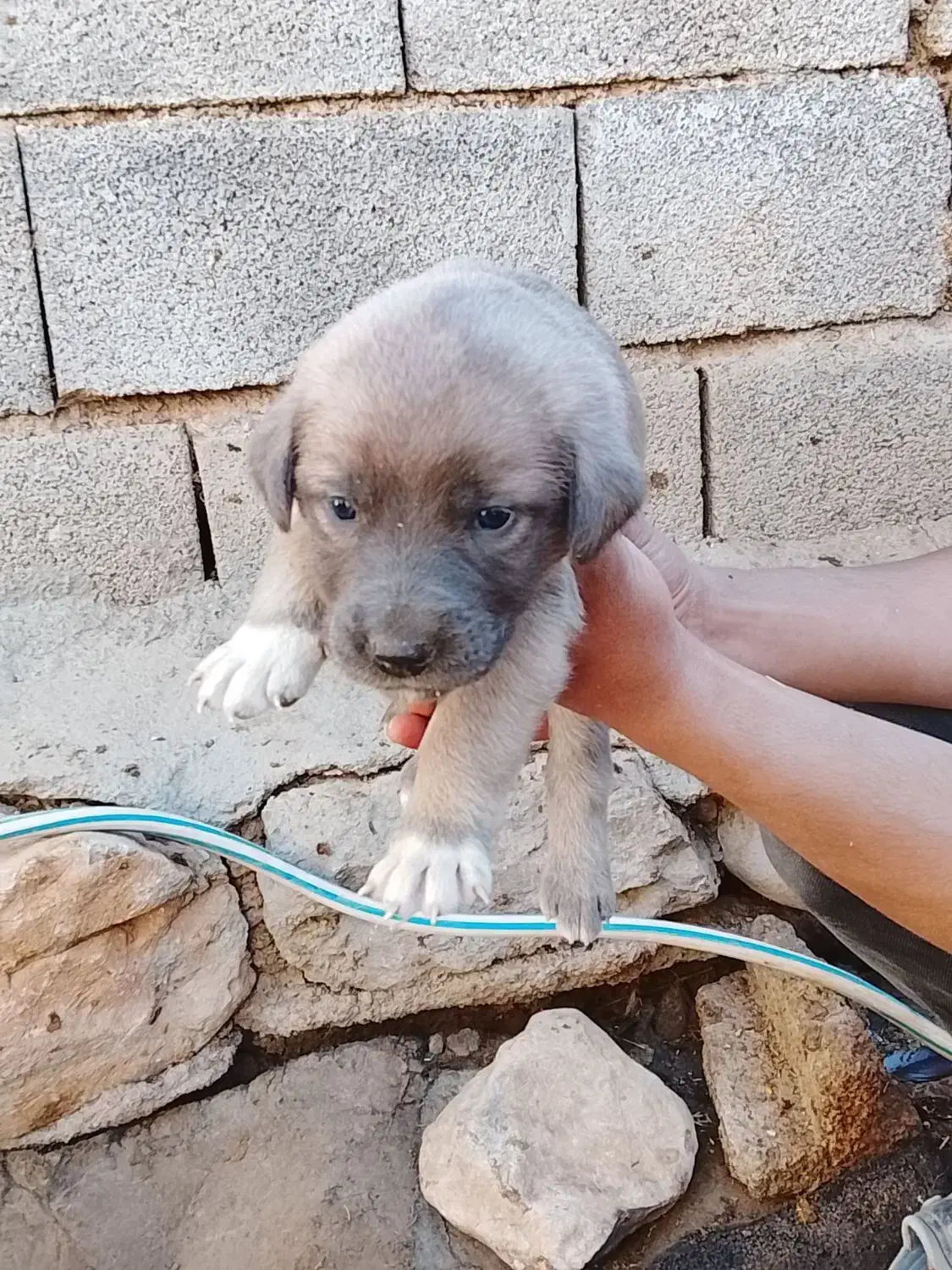 توله سگ سرابی|سگ|بیلوار, |دیوار