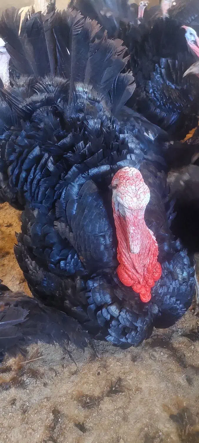 بوقلمون دوساله محلی|حیوانات مزرعه|مریوان, |دیوار